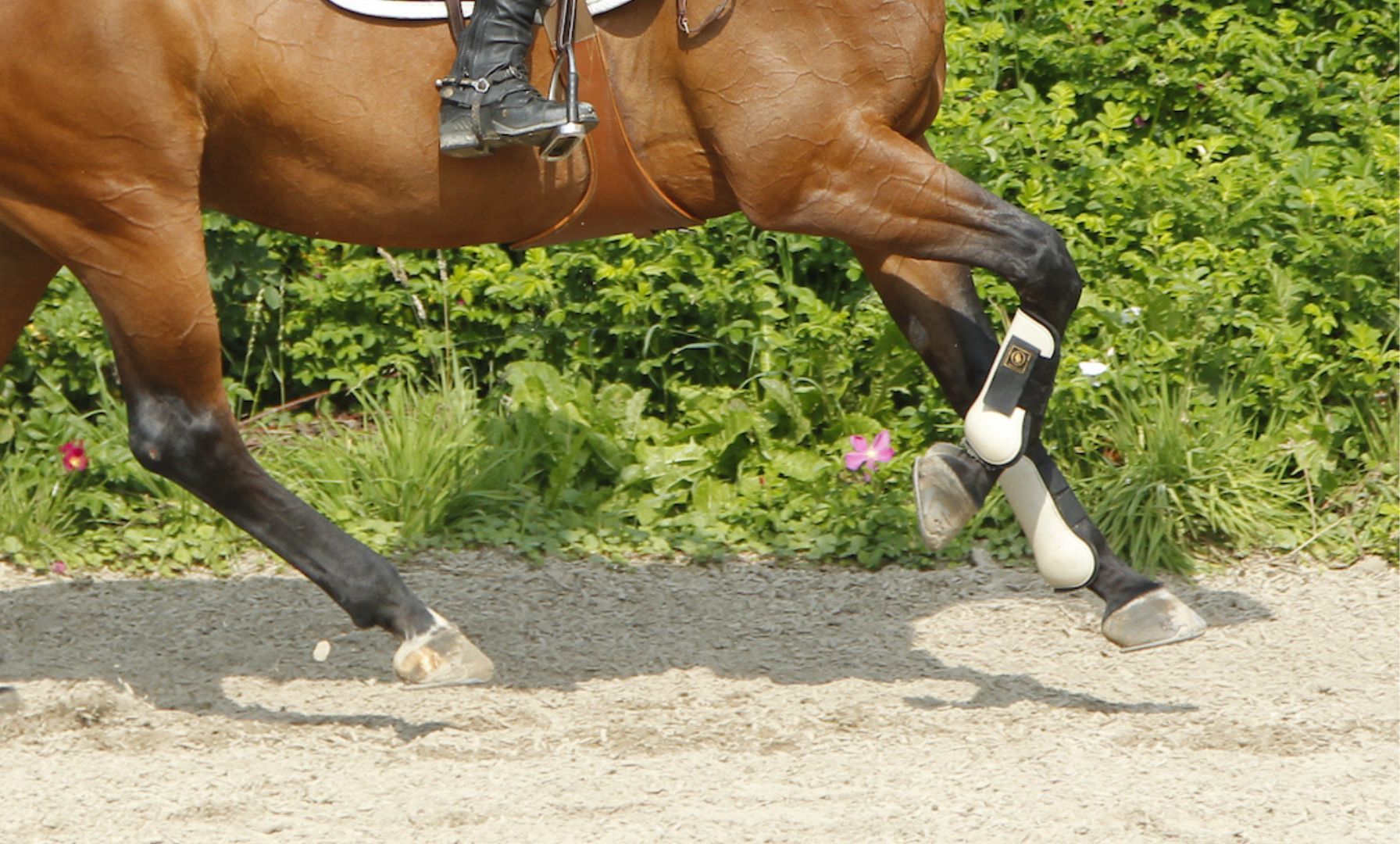 Kristine D’Andrea and Valeria M Victorious