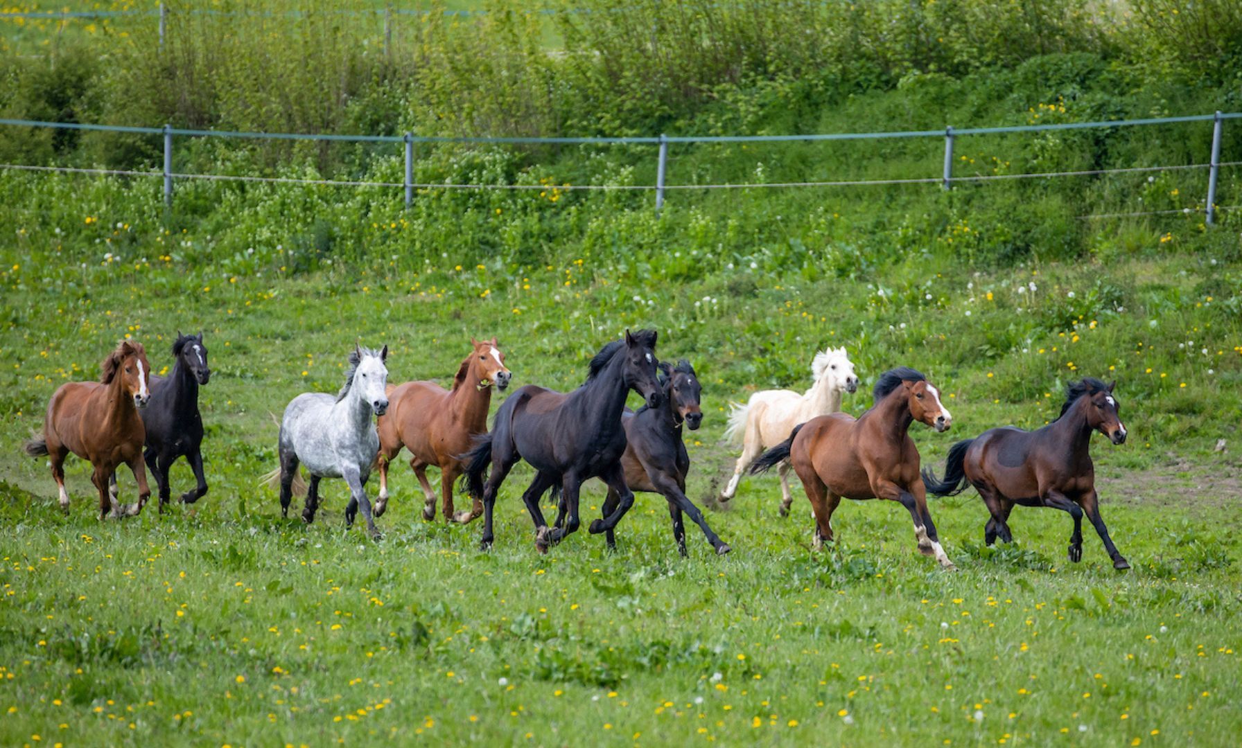 WBFSH and Hartpury launch major welfare study