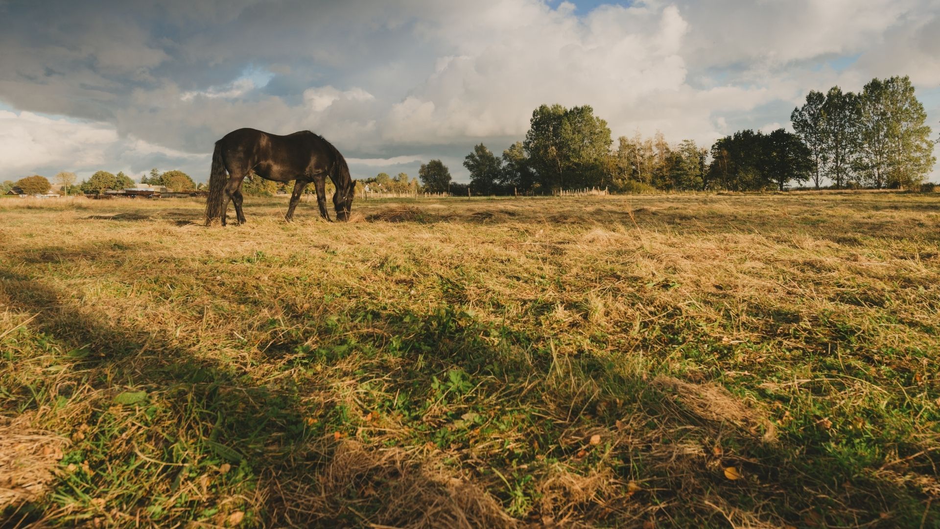 Südholland fördert nachhaltige Pferdehaltung
