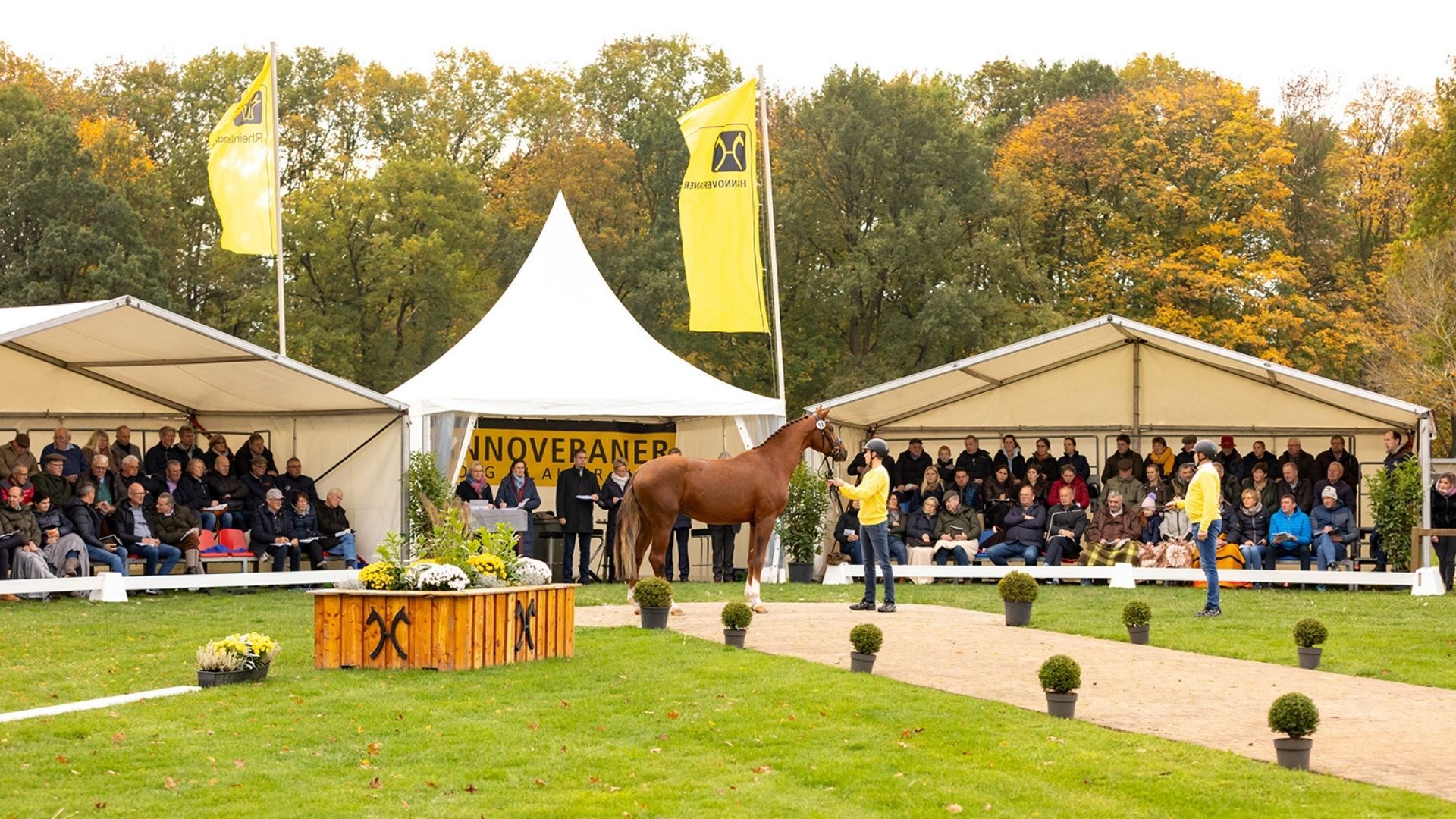 Hannoveraner Hengstkörung und Hengstmarkt - Dressur: Alle Infos zum Zeitplan und den ausgewählten Junghengsten