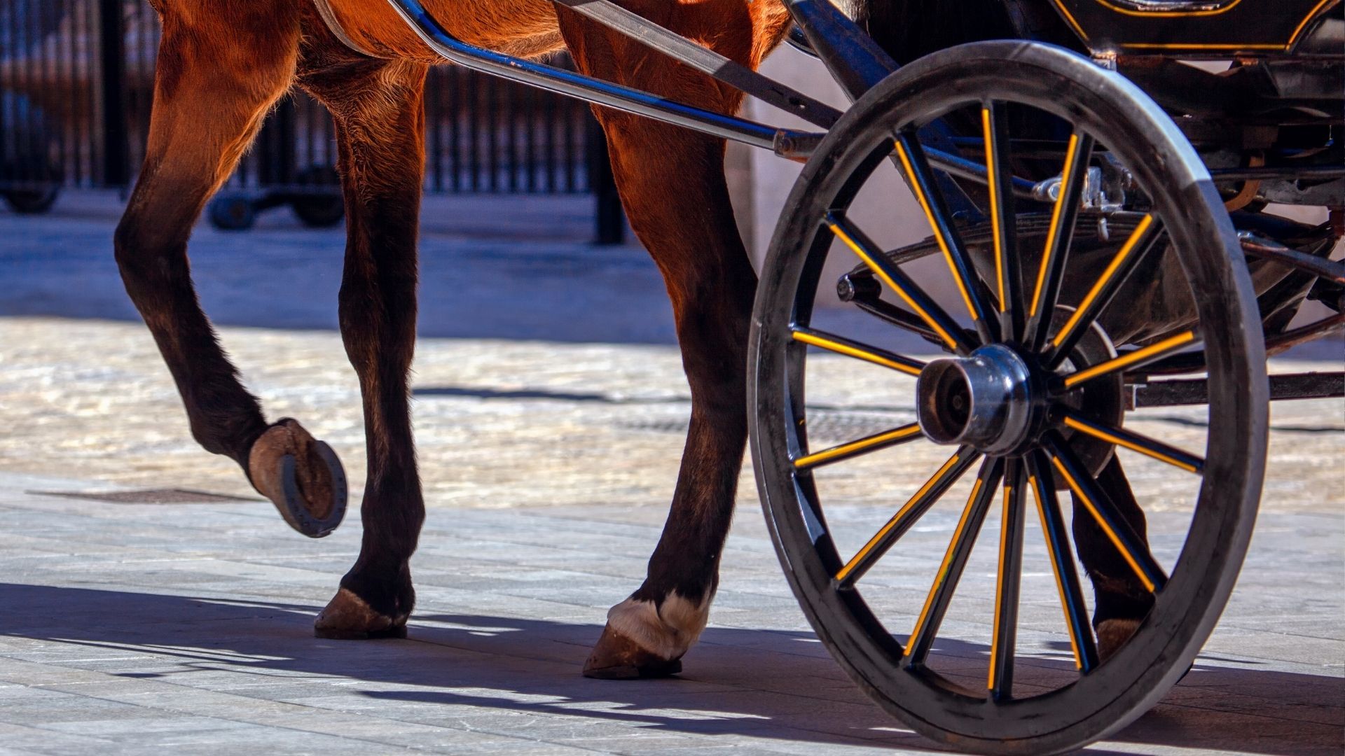 Berufung von Marcie Quist (USA) in das FEI Driving Committee