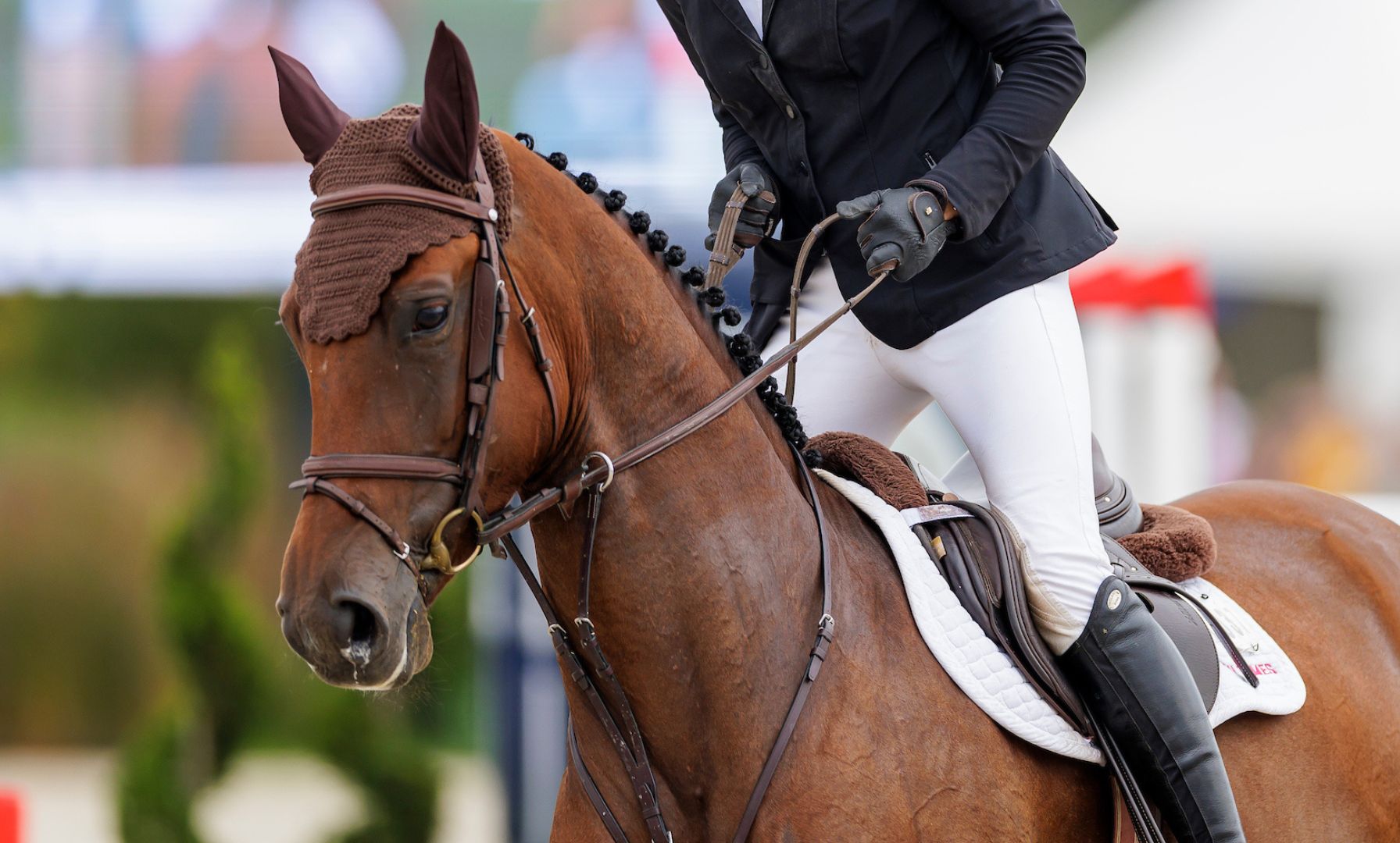 Retraining of Racehorses Initiates Wider Registration for Thoroughbreds