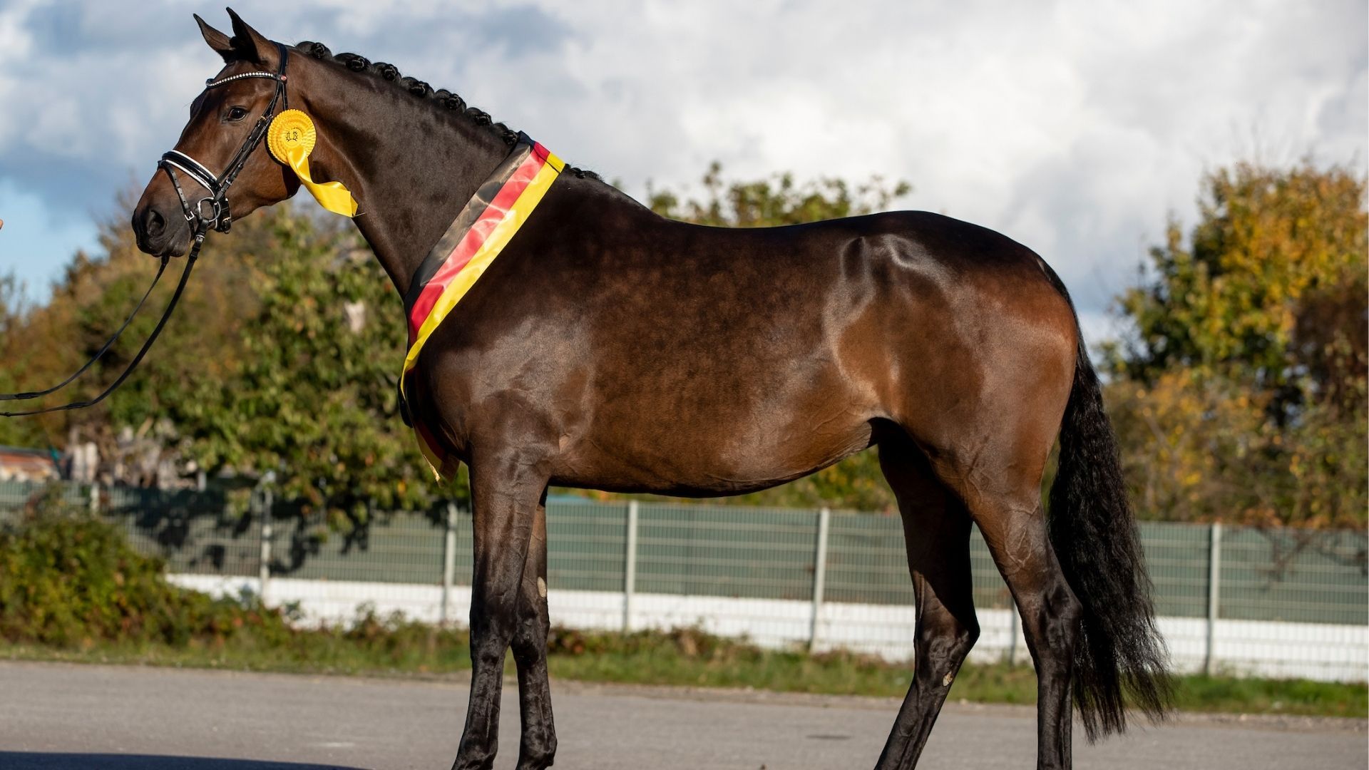 Trakehner Bundessiegerstute 2025: Belle Fleur!