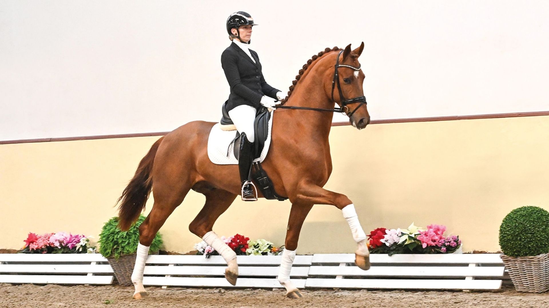 Vanelli, Royal Hope OLD und Viva Vitalis sind neue Oldenburger Landeschampions