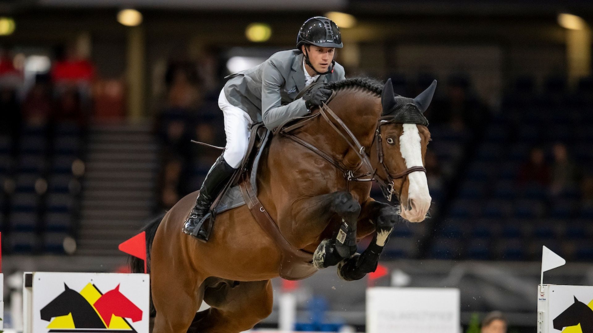 Limonchello NT jetzt Deckhengst auf Gestüt Stiekema