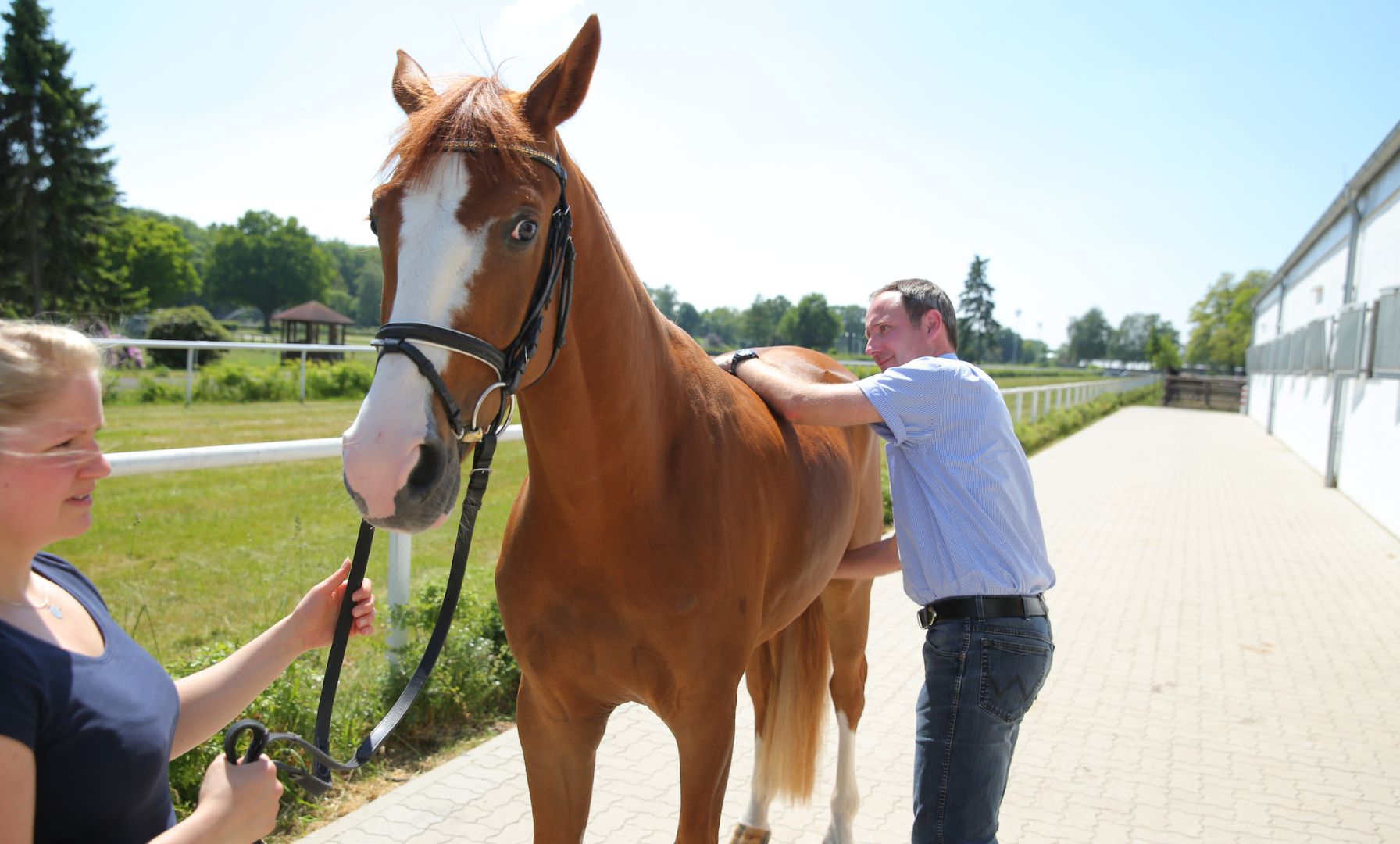 Understanding DMSO Use in Equine Veterinary Medicine