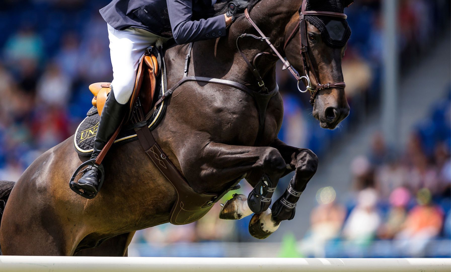 Laura Chapot Dominates Jumper Classes at Pennsylvania National