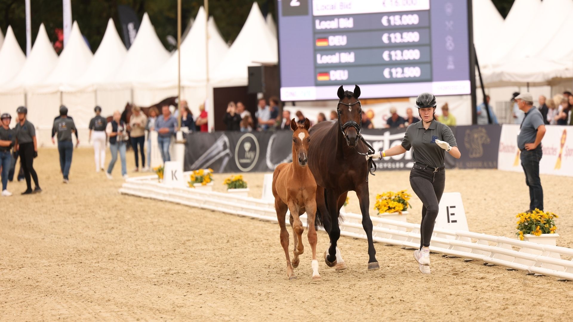 20 Dressurfohlen begeistern bei erster German Horse Quality-Auktion
