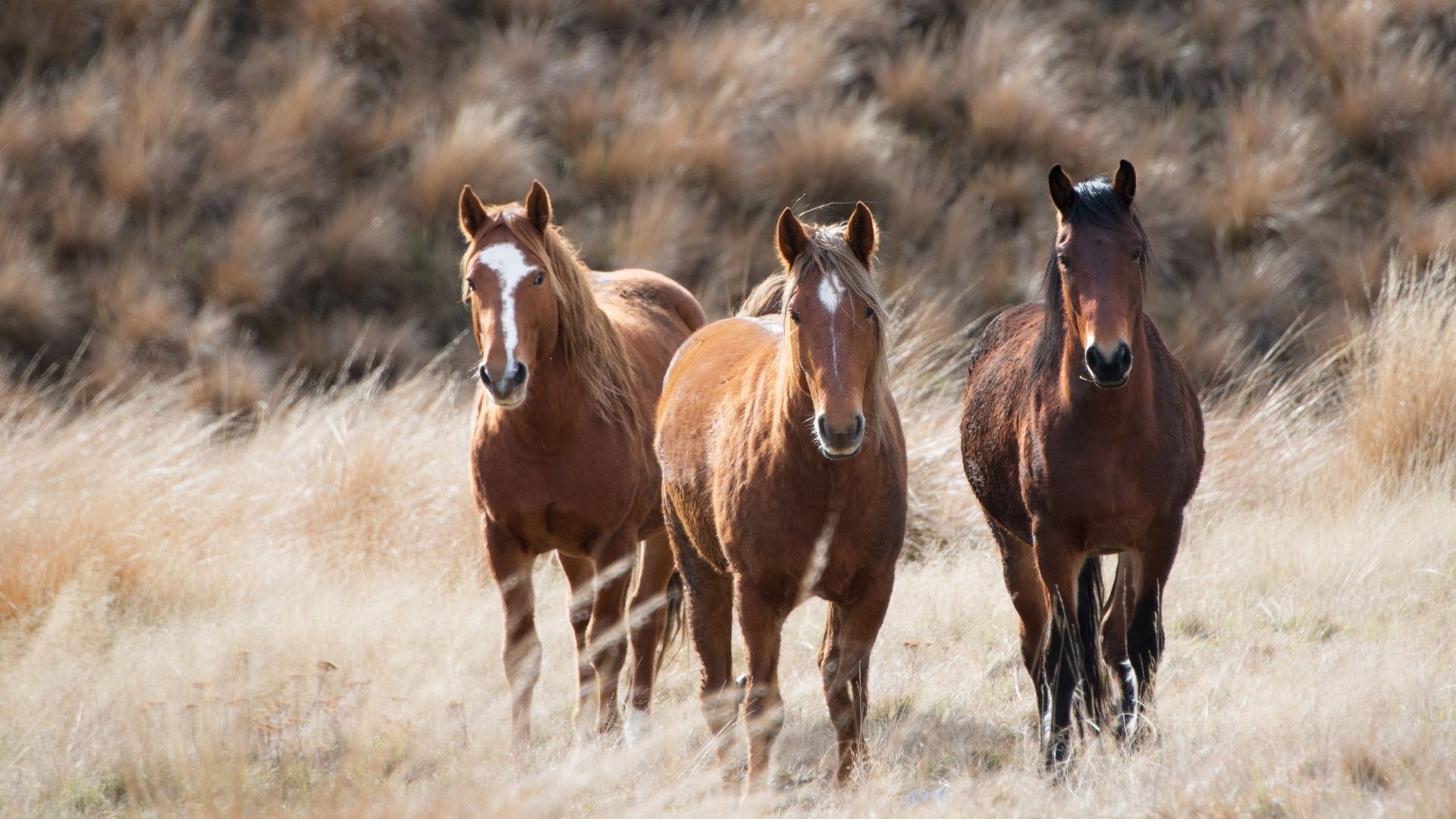 Württembergischer Pferdesportverband sucht neue Geschäftsführung