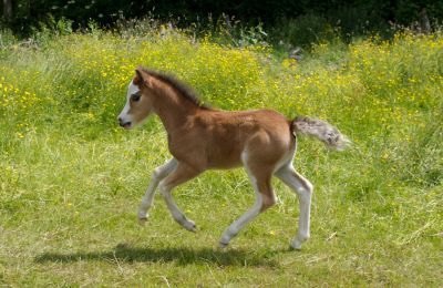New Hereditary Condition Identified in Quarter Horse Foals