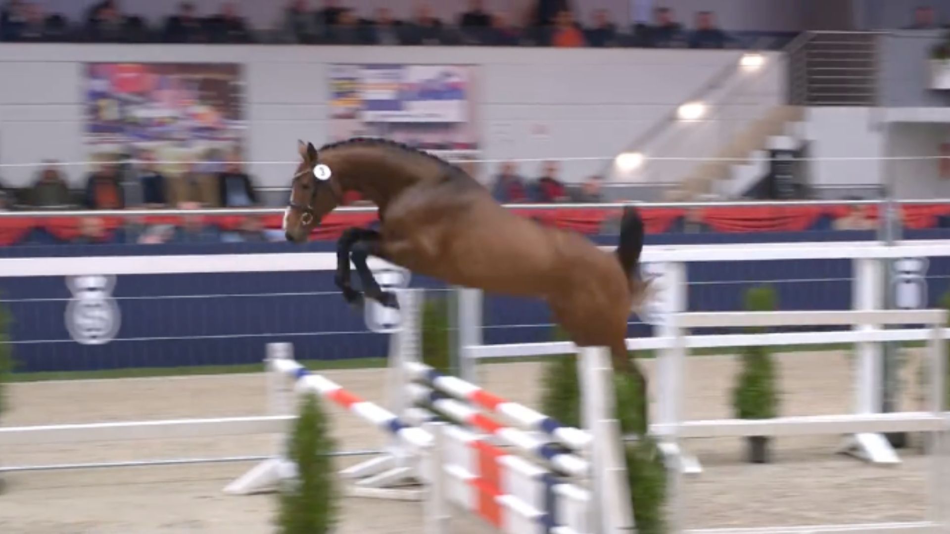 Oldenburger Hengst-Tage: Erste Präsentation der springbetonten Hengste auf Dreiecksbahn und im Freispringen