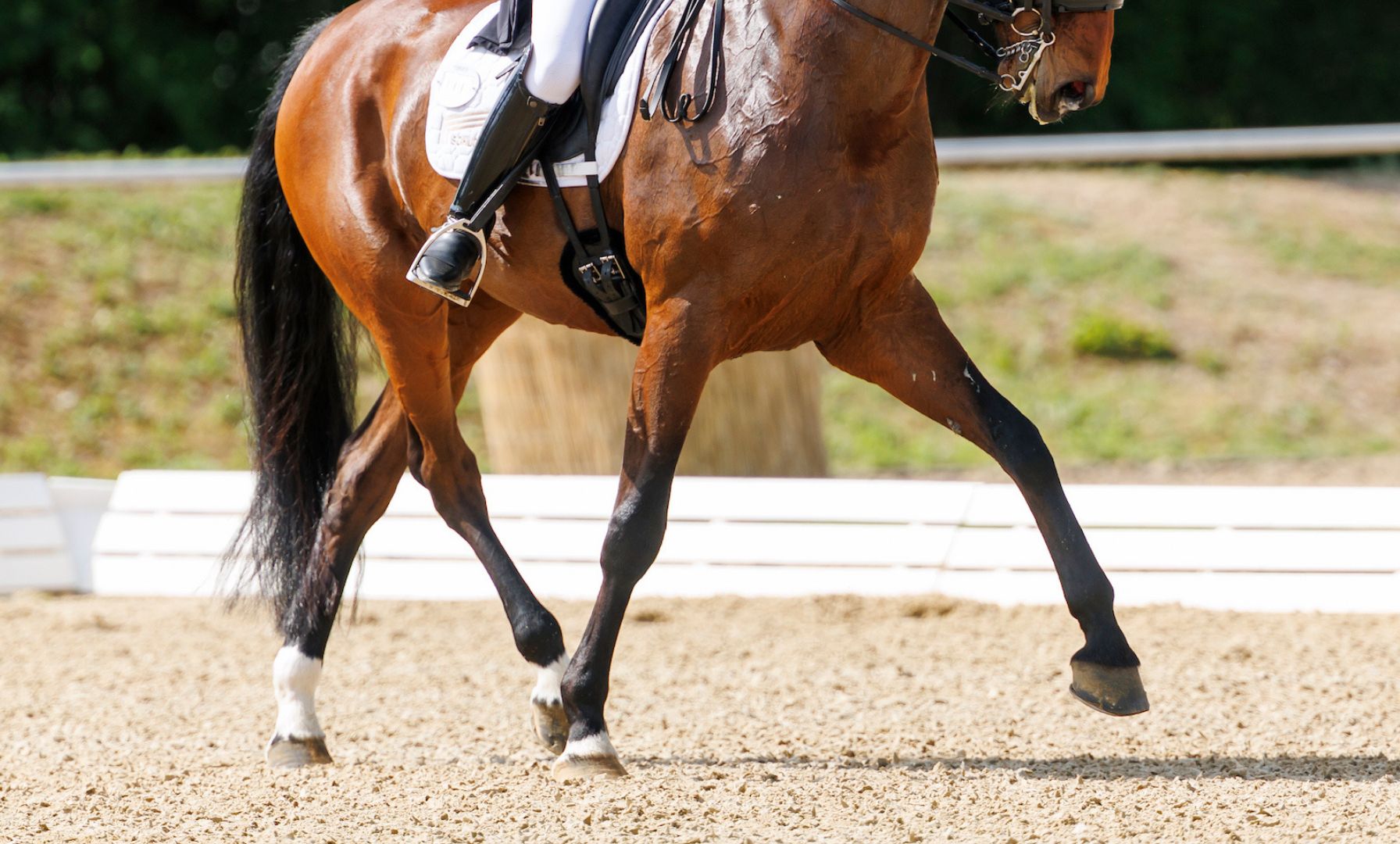 Laine Ashker and Zeppelin Dance to Victory in the CDI3* Grand Prix Freestyle