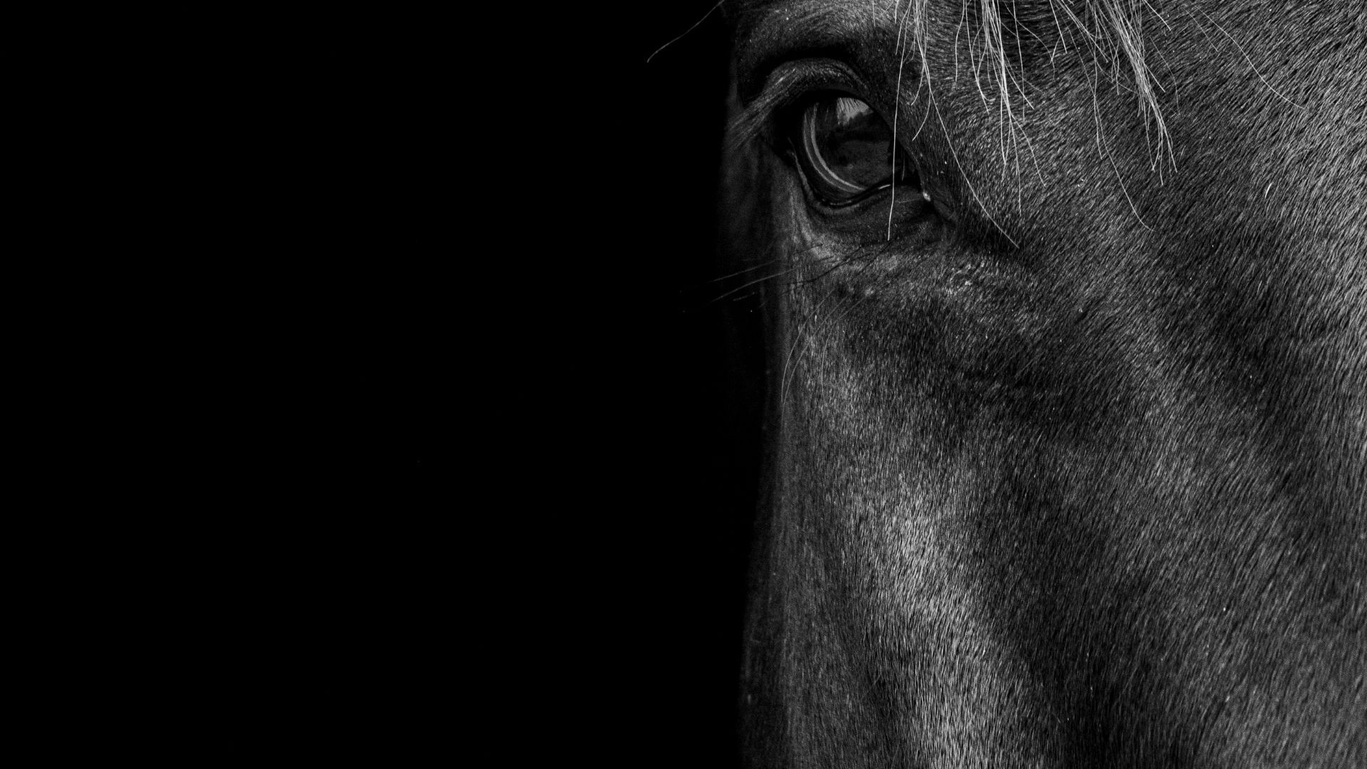 Hannoveraner Hengst Dauphin im Alter von 26 Jahren verstorben