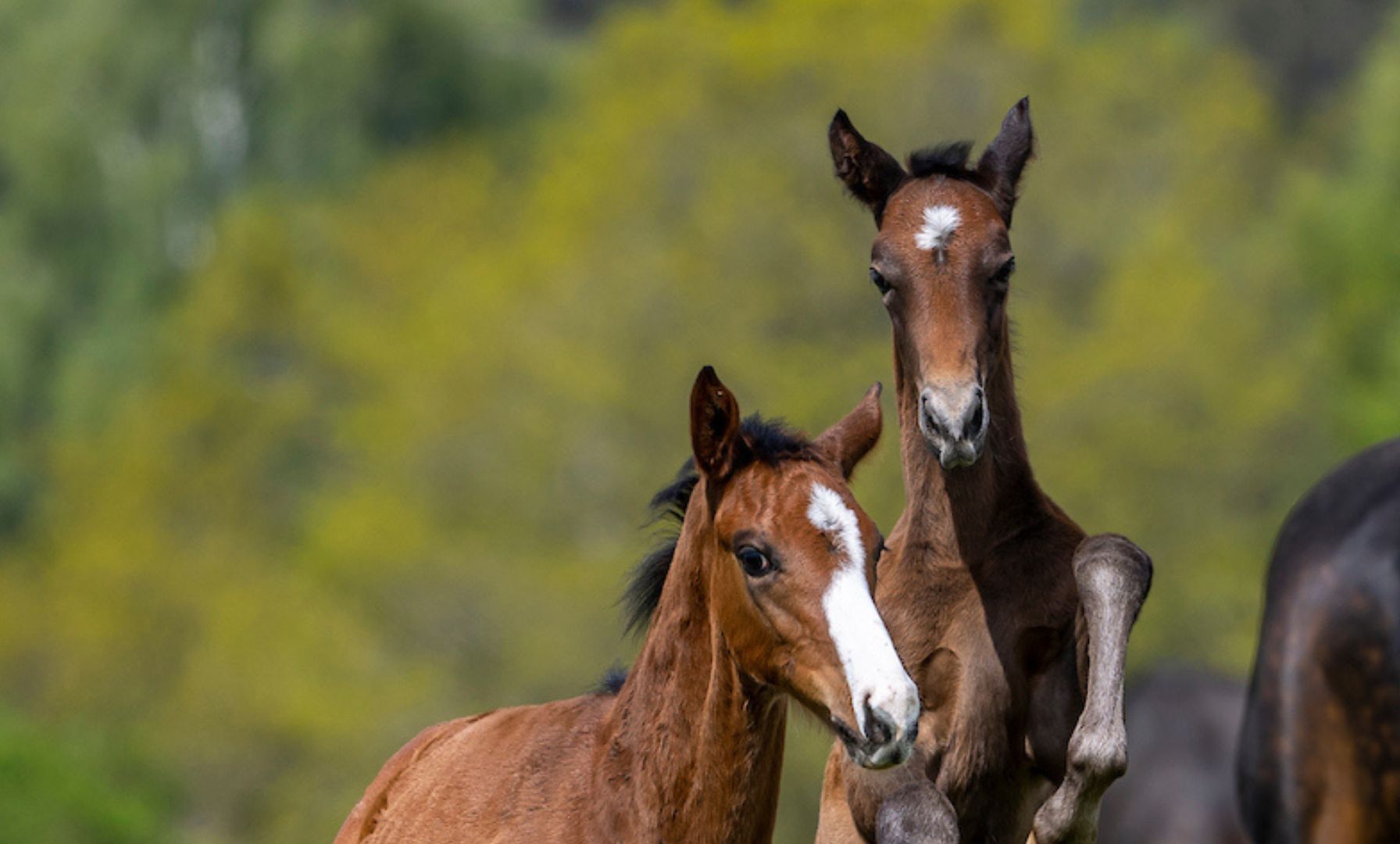 Wehorse Courage Award 2025: Nominierungsphase gestartet