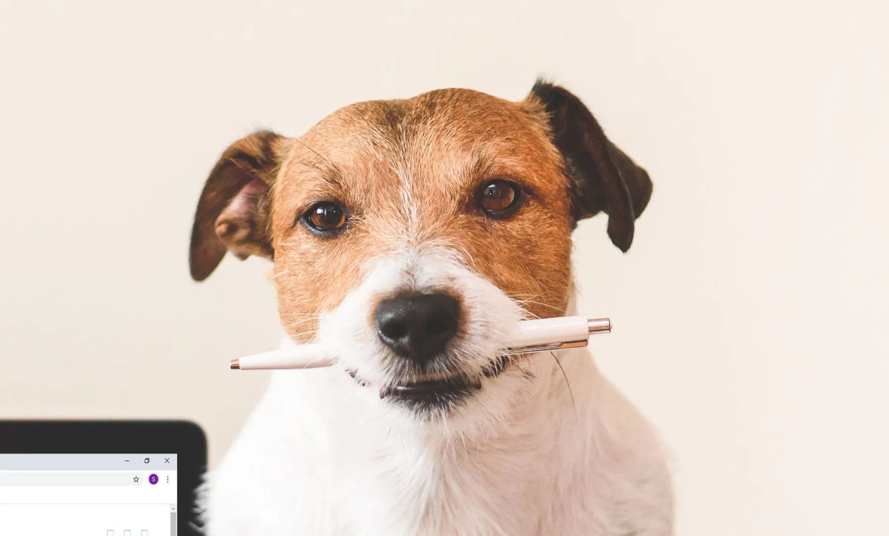 Neue Studie: Spürhunde könnten Doping aufdecken