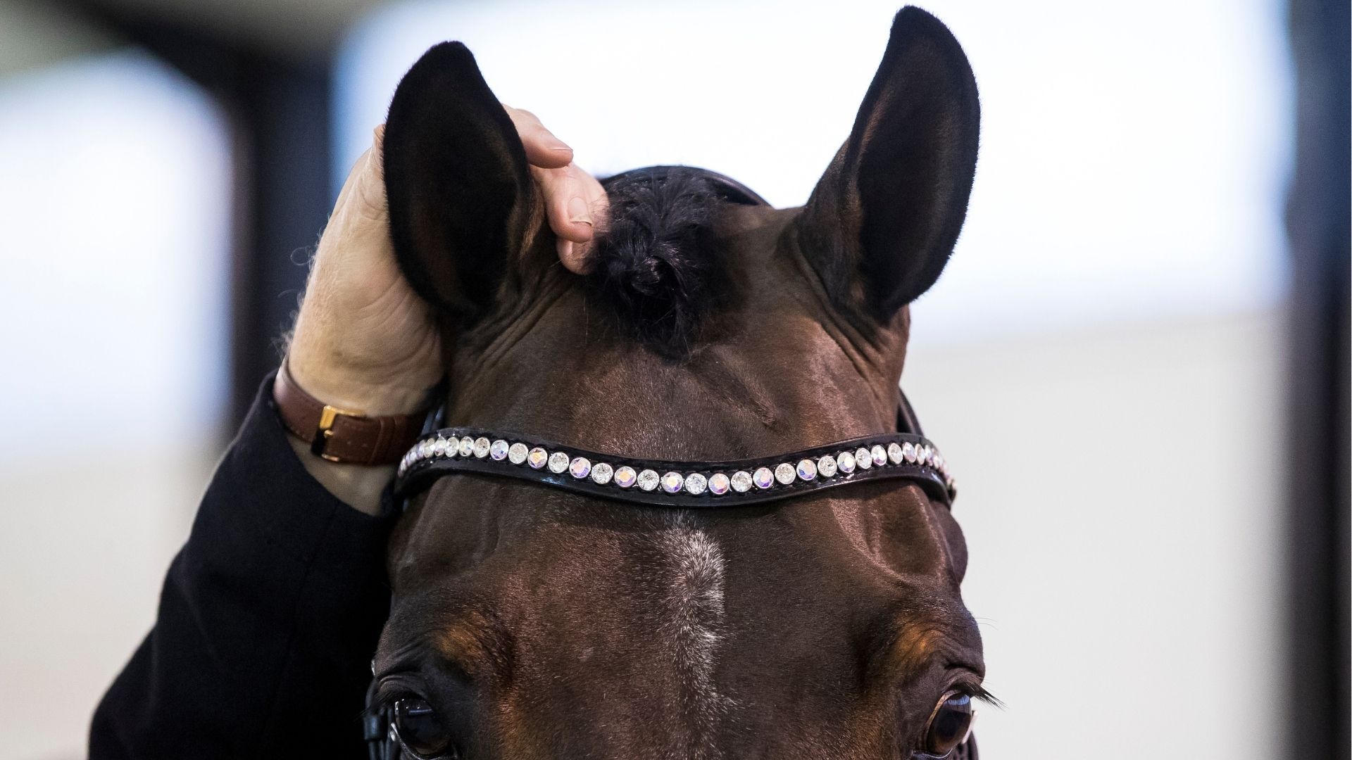 Neue Partnerschaft zwischen British Equestrian Federation und Agria