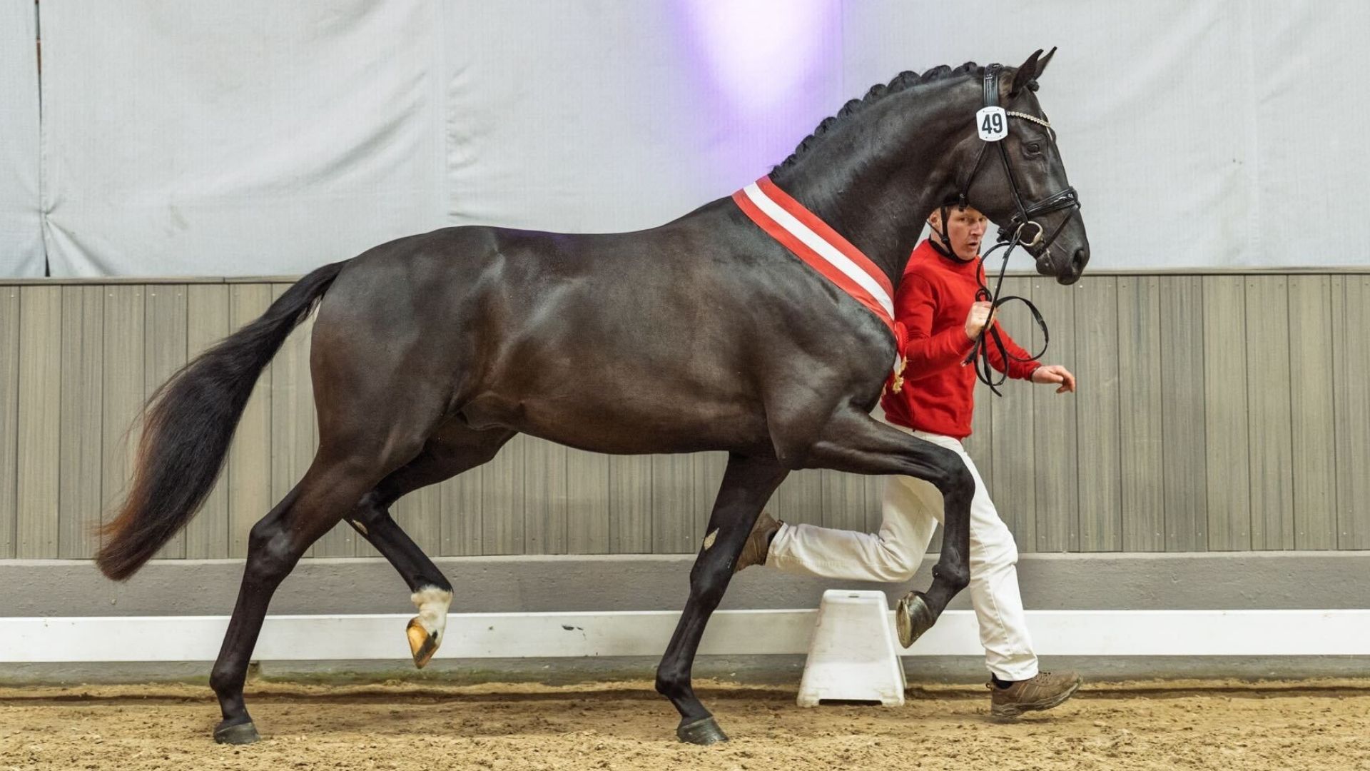 Westfälische Siegerhengste wechseln für 500.000 € und 250.000 € zum Klosterhof Medingen