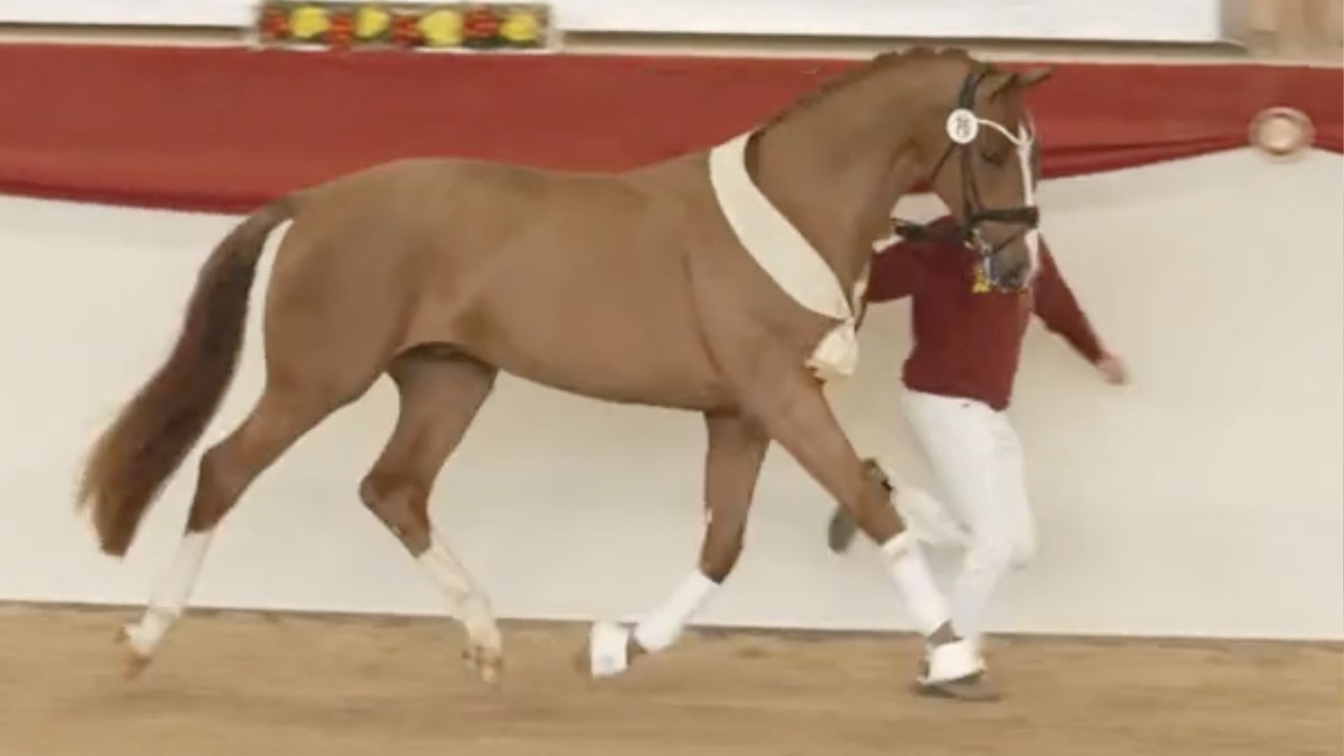 DSP Siegerhengst wechselt für 265.000 Euro auf das Gestüt von Bellin