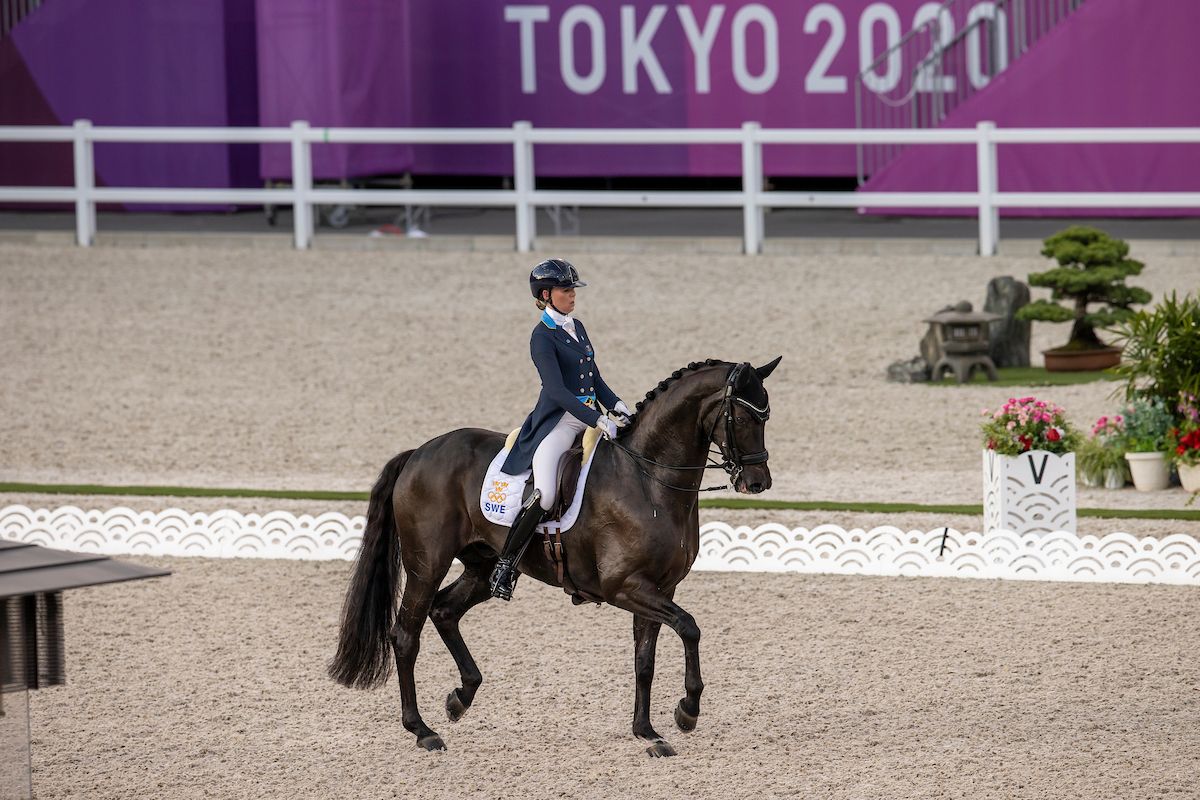 Olympiapferd Brother de Jeu verstorben