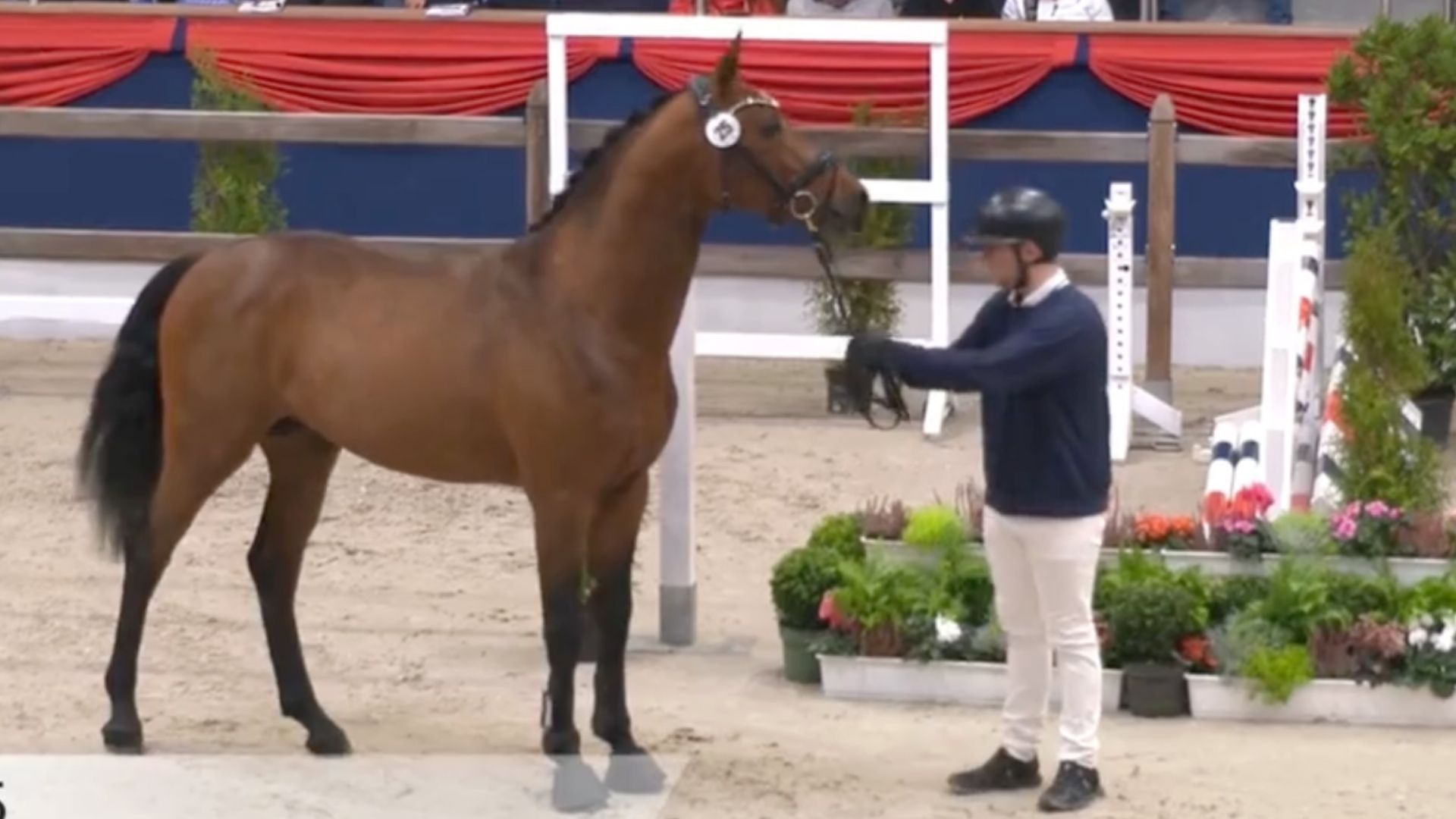 Tombola la Bomba van de Zwethove - Siegerhengst Springen der Oldenburger Körung 2025