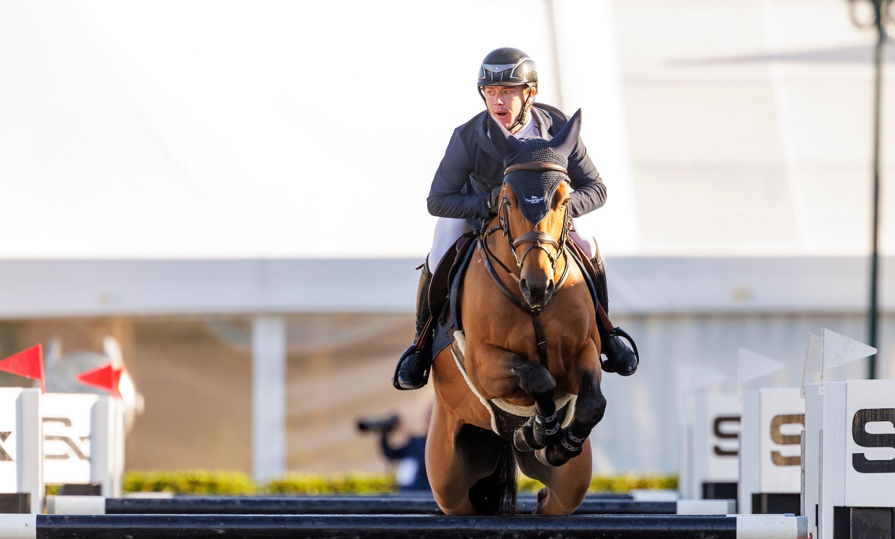 Paardenveilingonline Launches May Auction Featuring Sport Horses