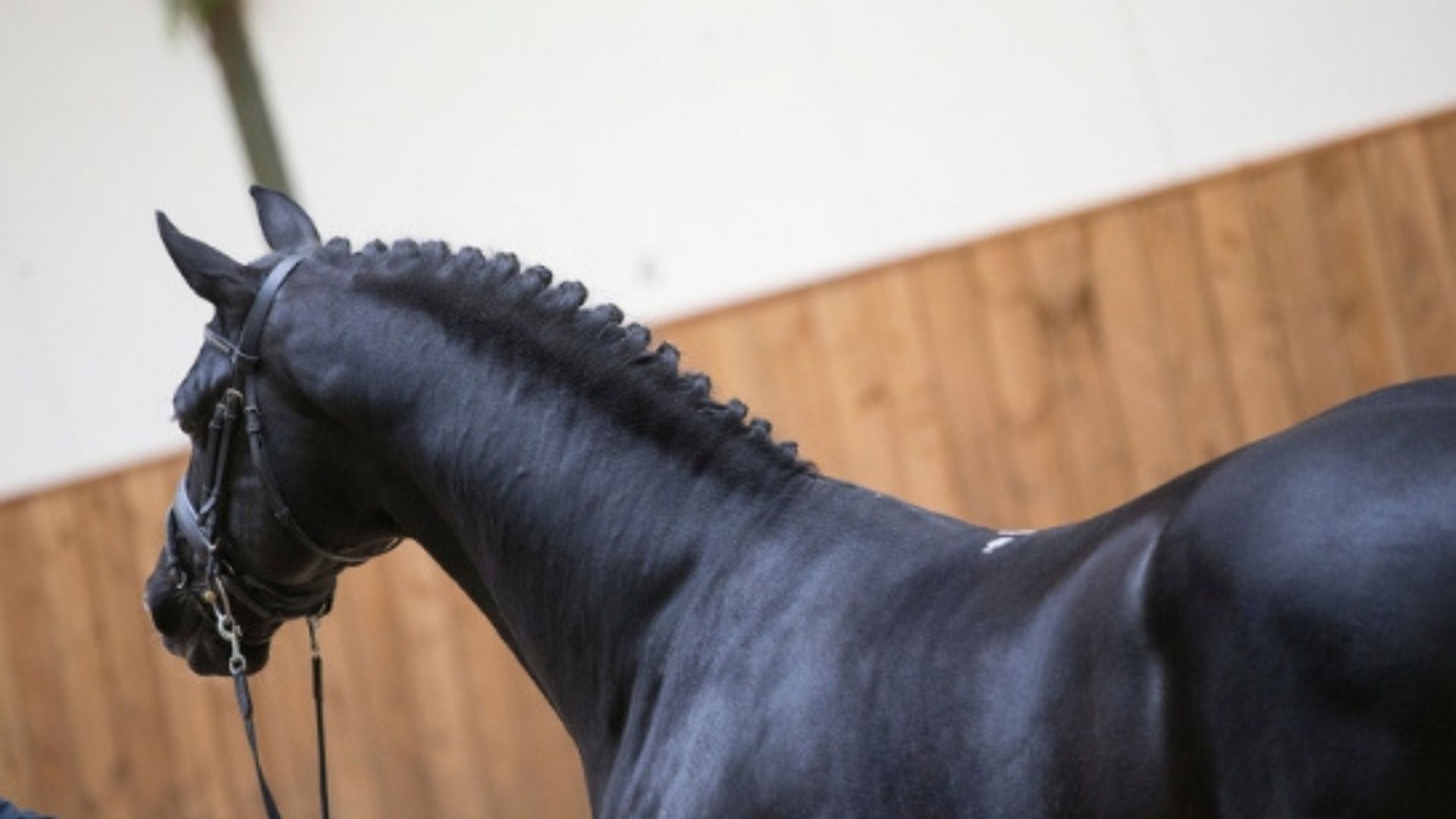 37 Junghengste bestehen Veranlagungsprüfung in Verden