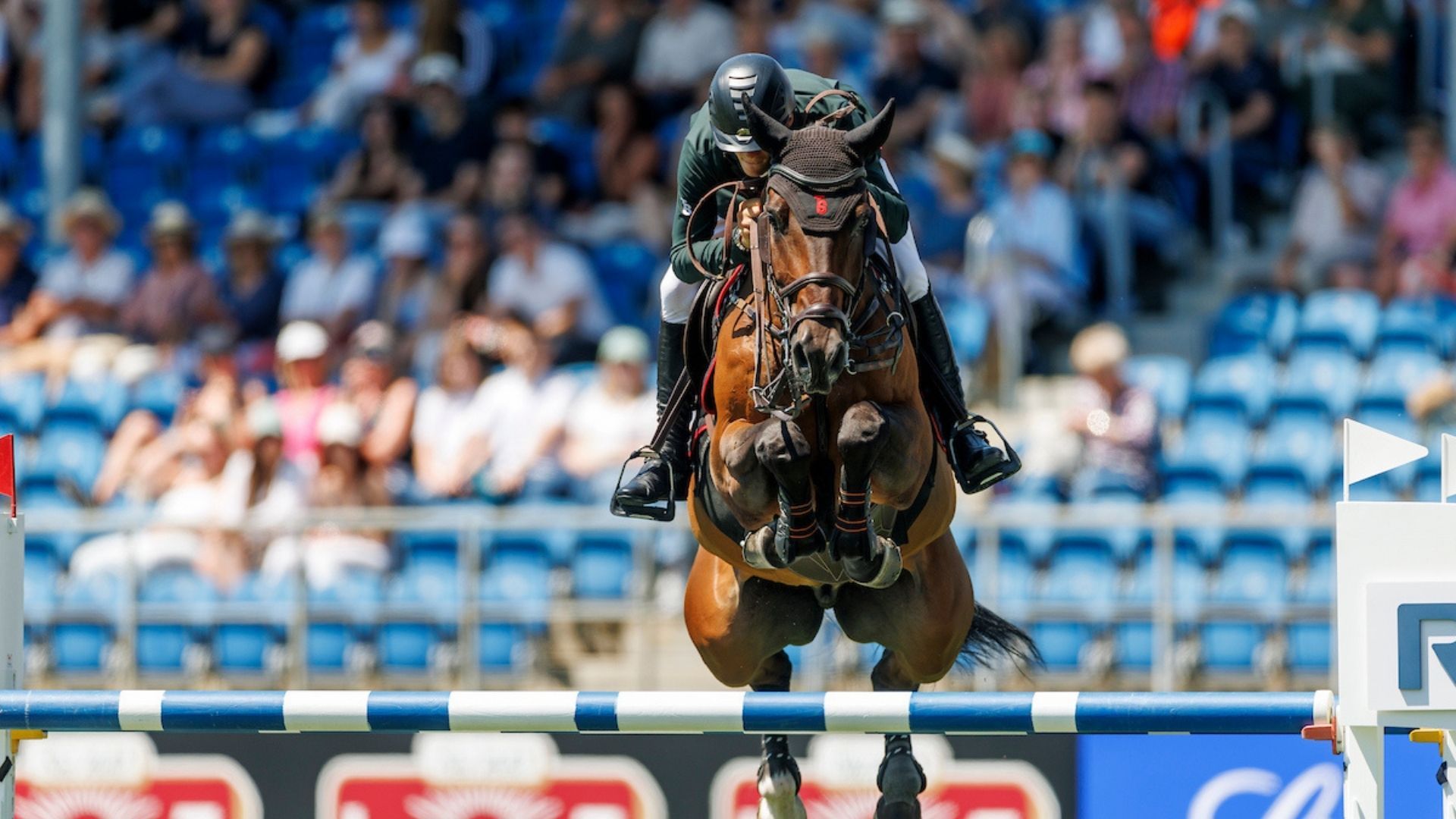 Lorenzo ES wechselt in den Besitz des Saudi-arabischen Reitsportverbands