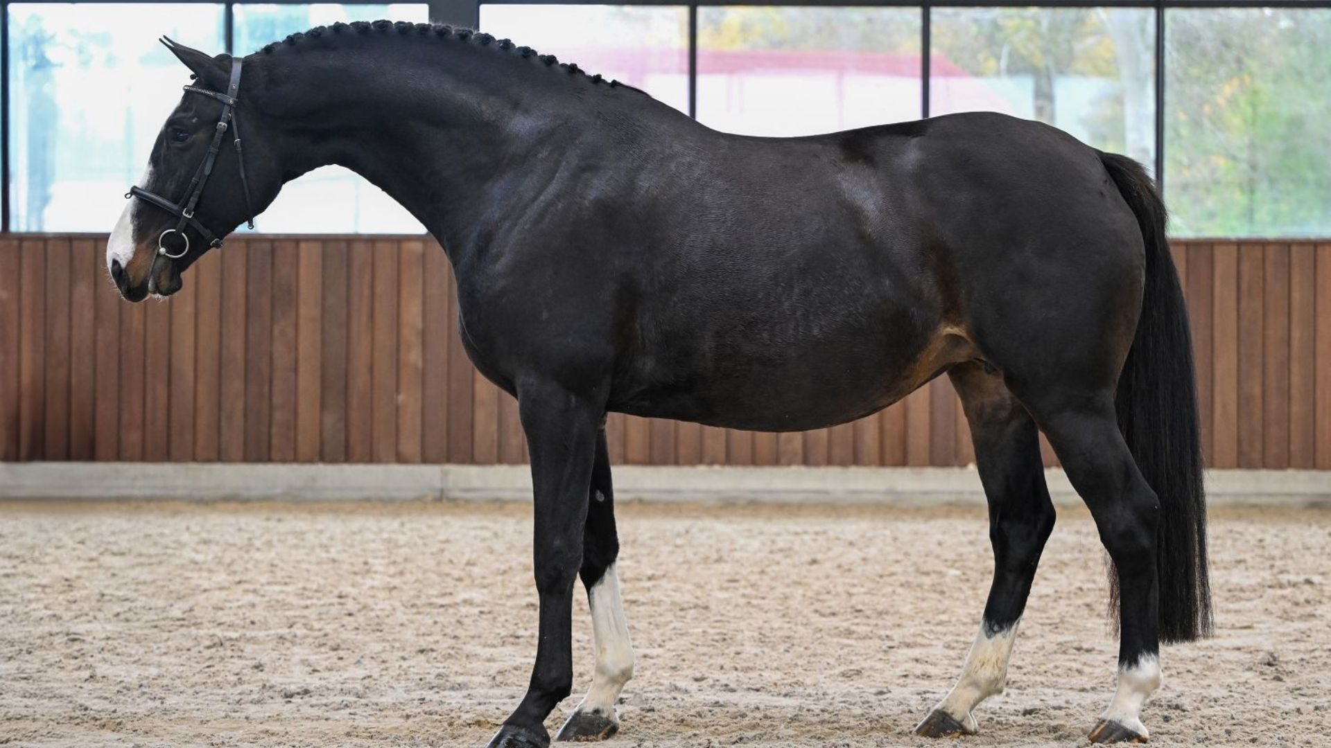 BELGIAN MARE AUCTION: “BROODMARES YOU DON’T EASILY GET YOUR HANDS ON”