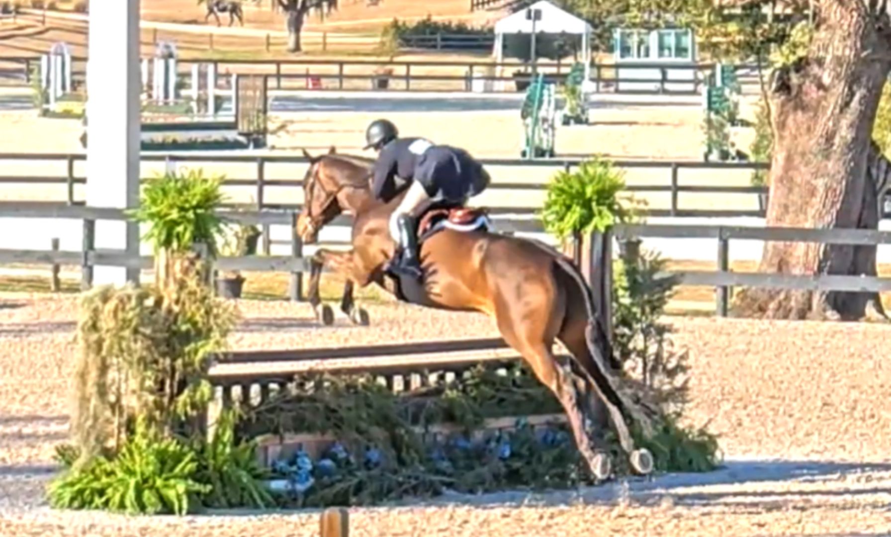Kristen Bumpus and Depeche Mode Secure Derby Win at HITS Ocala Winter Festival V