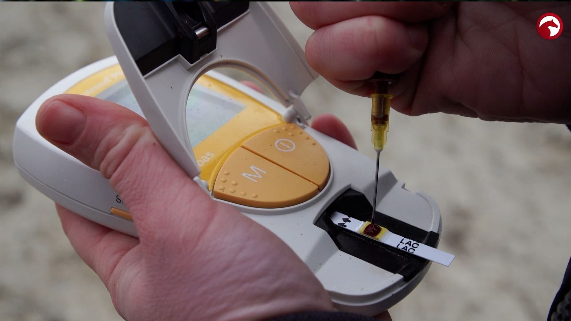 Warmblood Mare in Minnesota Tests Positive for EHV-1