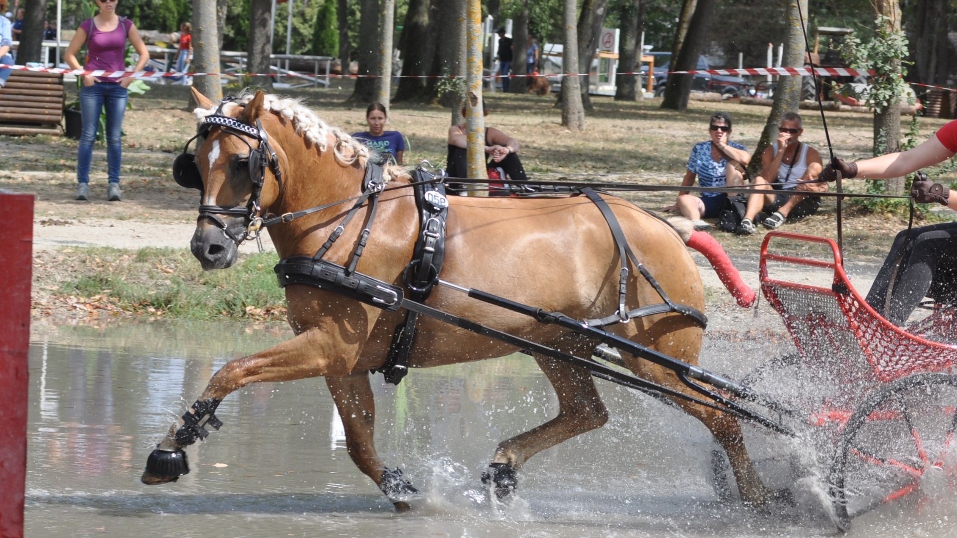 Neun neue Deutsche Jugendmeister im Fahrsport