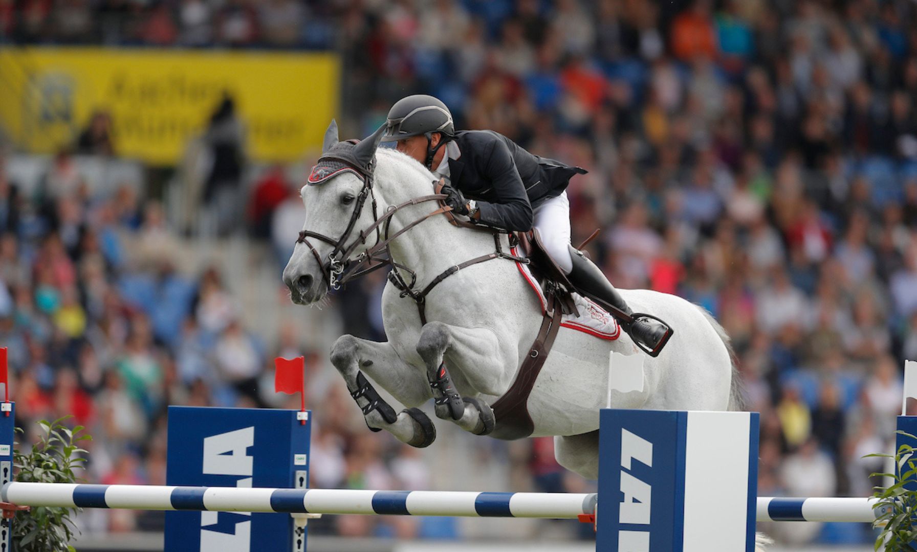 Farewell to Papillon Z: Jérôme Guery's former top horse passes away at 23