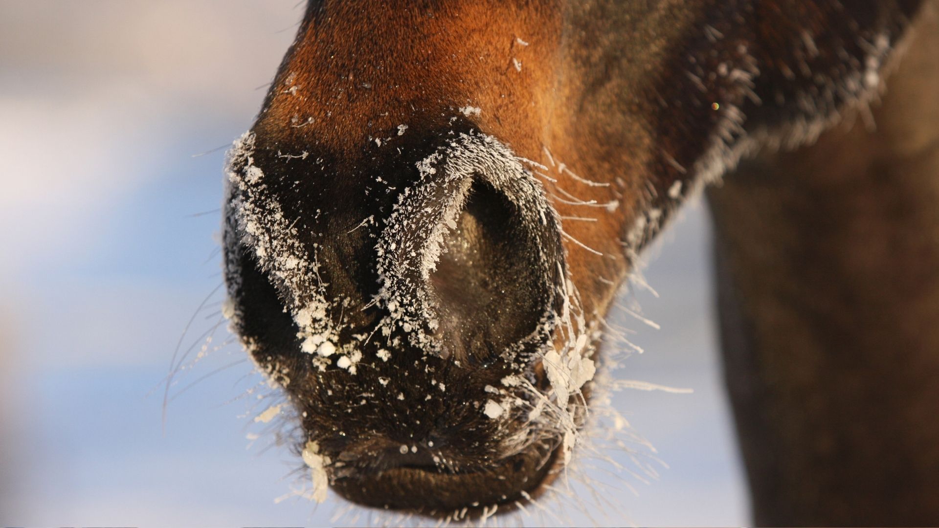 Postbote nutzt Pferd als kreative Lösung beim Schneechaos