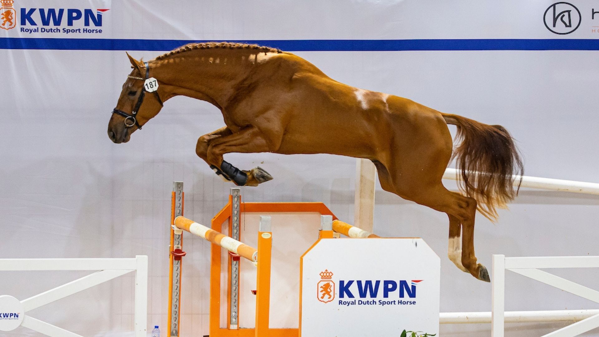 Erfolgreicher Auftakt bei der KWPN-Hengstkörung