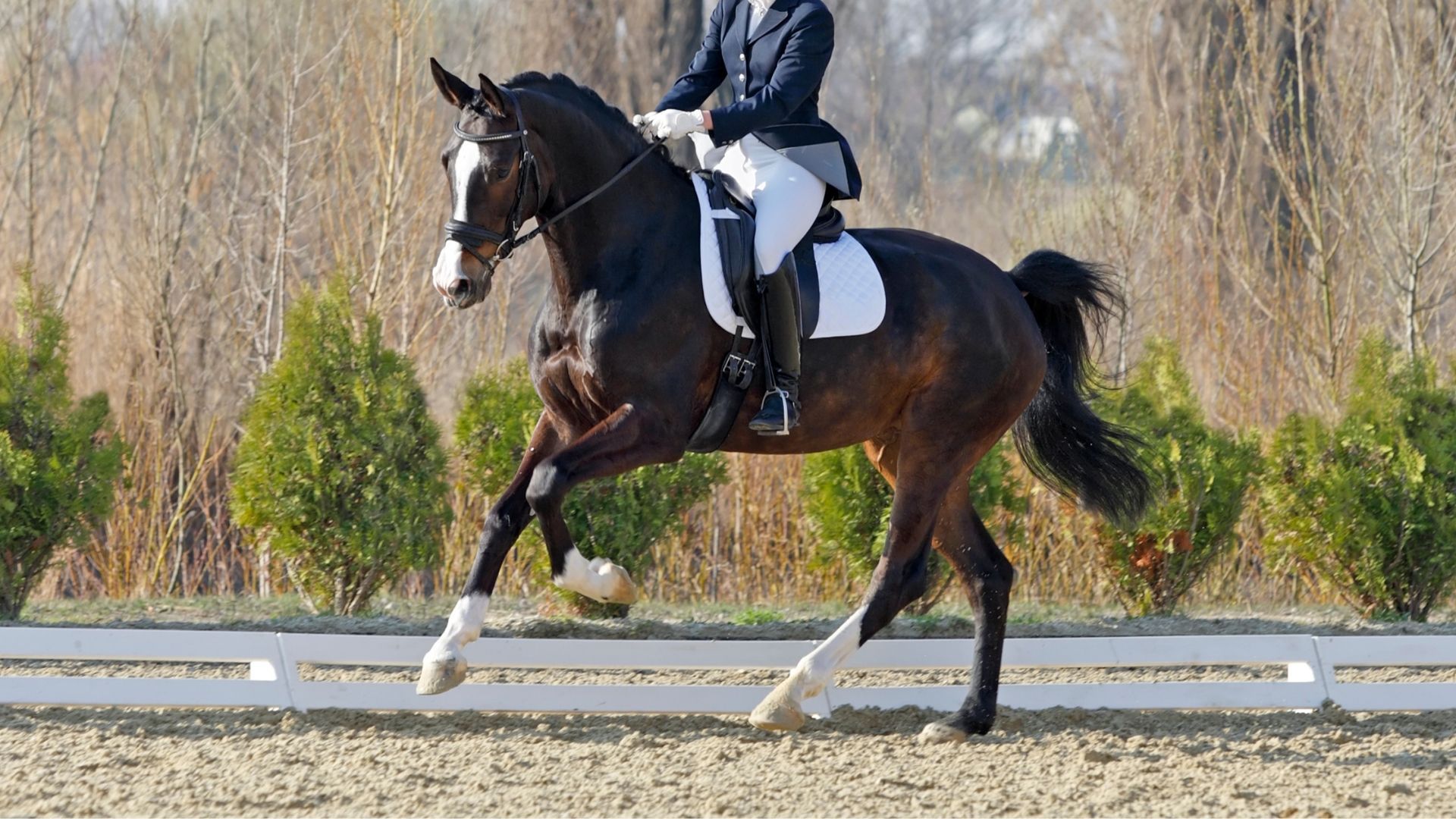 Stimme als Hilfsmittel bei den Briten im Dressursport ab 2026 erlaubt