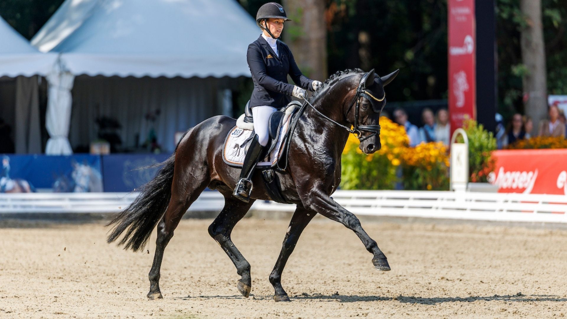 Traumnote 8,8 - Lodovico ist der neue Bundeschampion der 5-jährigen Dressurpferde!