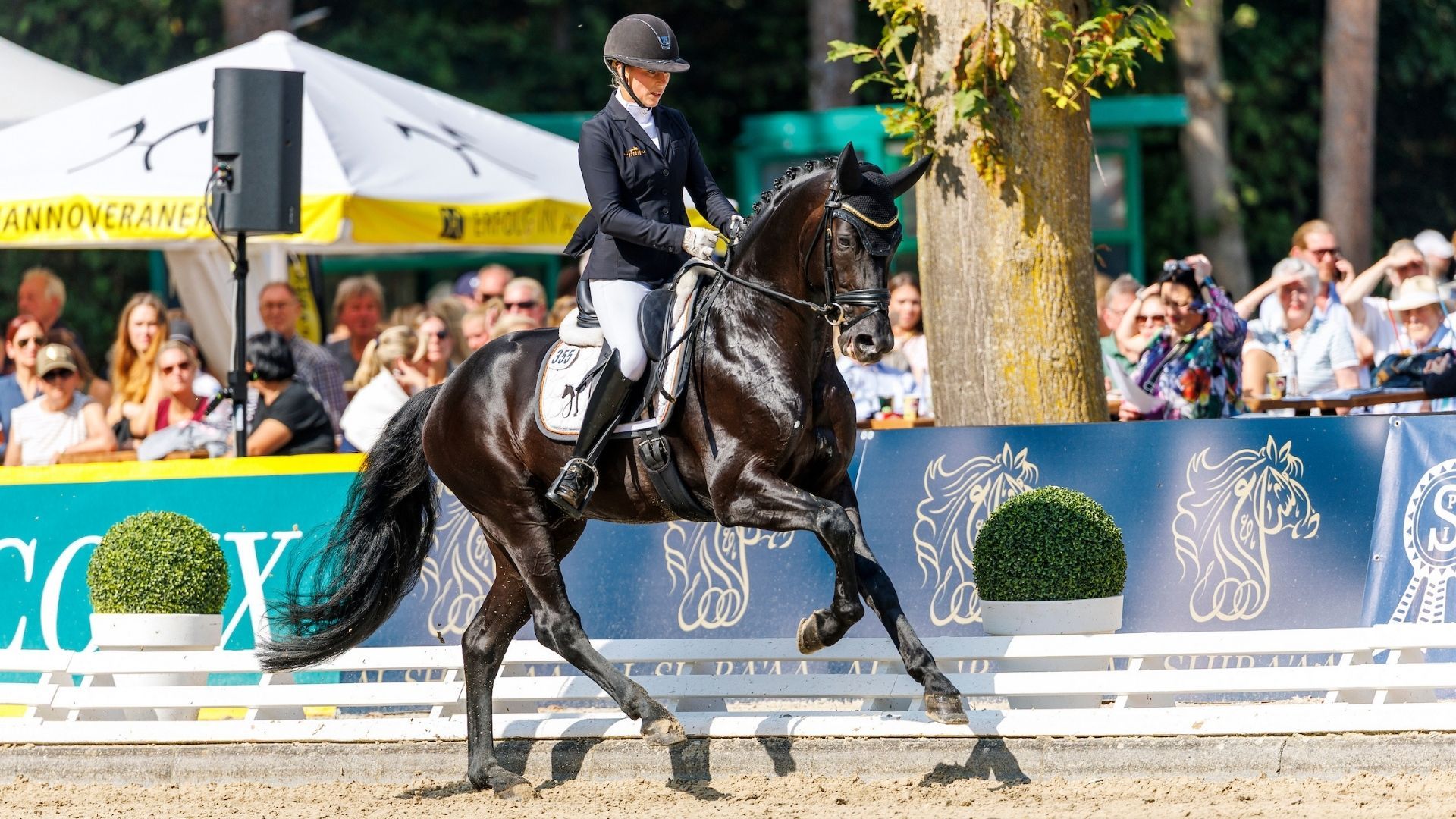 Traumnote 8,8 - Lodovico ist der neue Bundeschampion der 5-jährigen Dressurpferde!