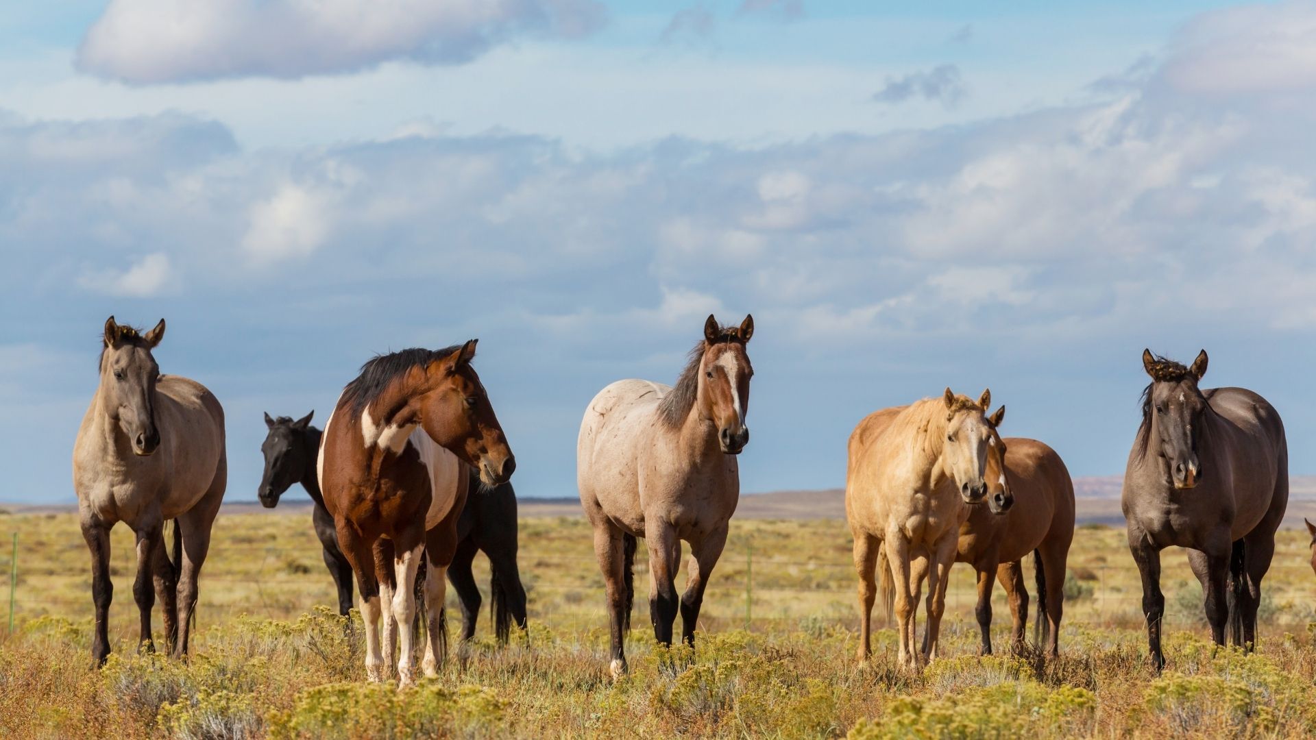 Italien diskutiert Verbot der Pferdeschlachtung