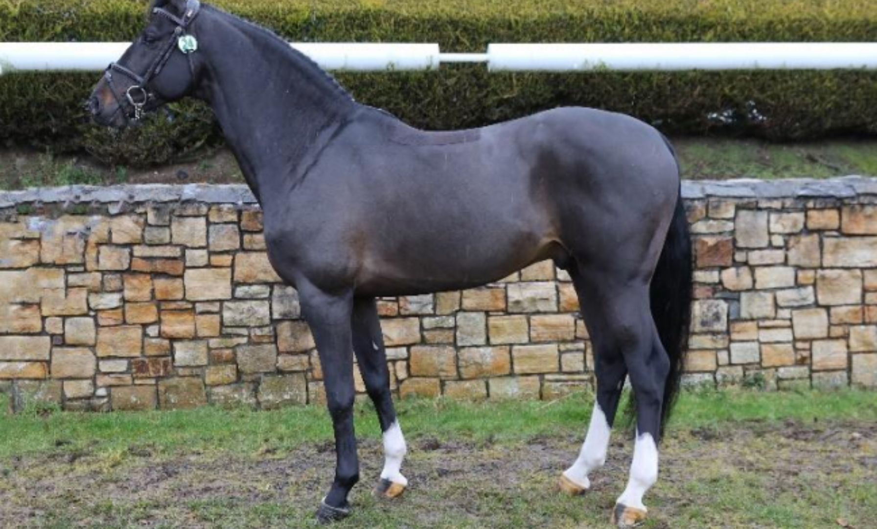 Castlefield Kingston erhält Zuchtzulassung im Irish Sport Horse Studbook