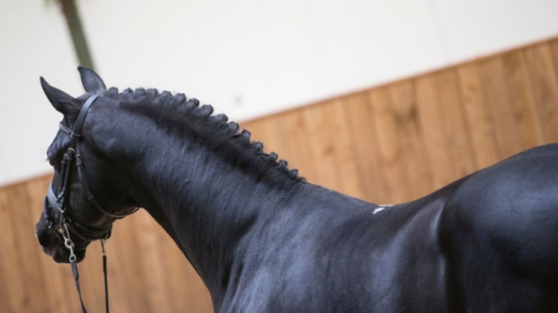 BWP Hengstenkeuring 2026 vom 5. bis 7. März