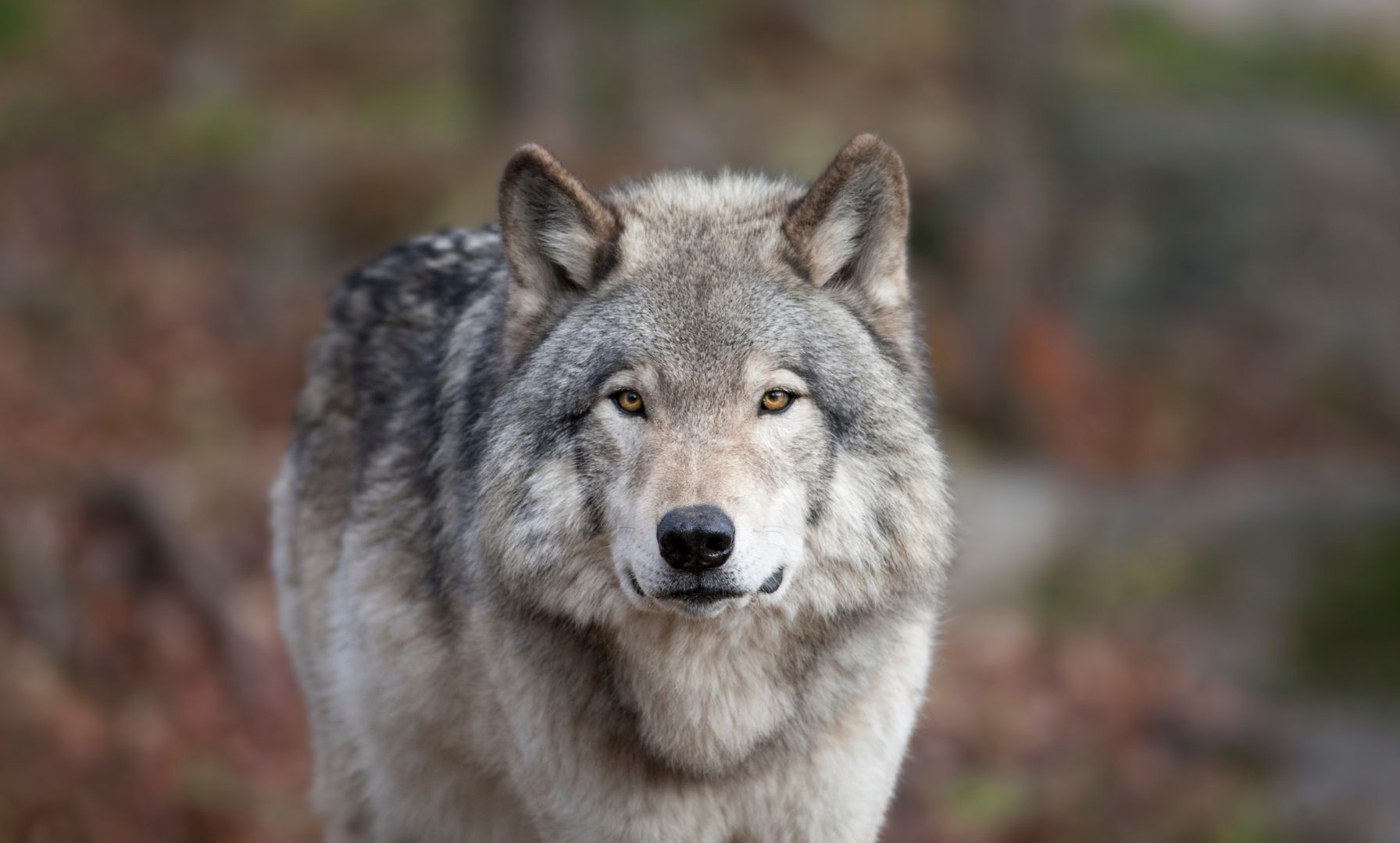 EU senkt Schutzstatus des Wolfes – mehr Spielraum für Bestandsregulierung