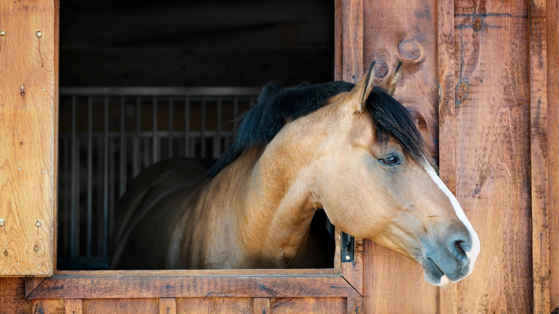 Virtuelles Stallgespräch mit dem FN-Präsidenten geht in die nächste Runde