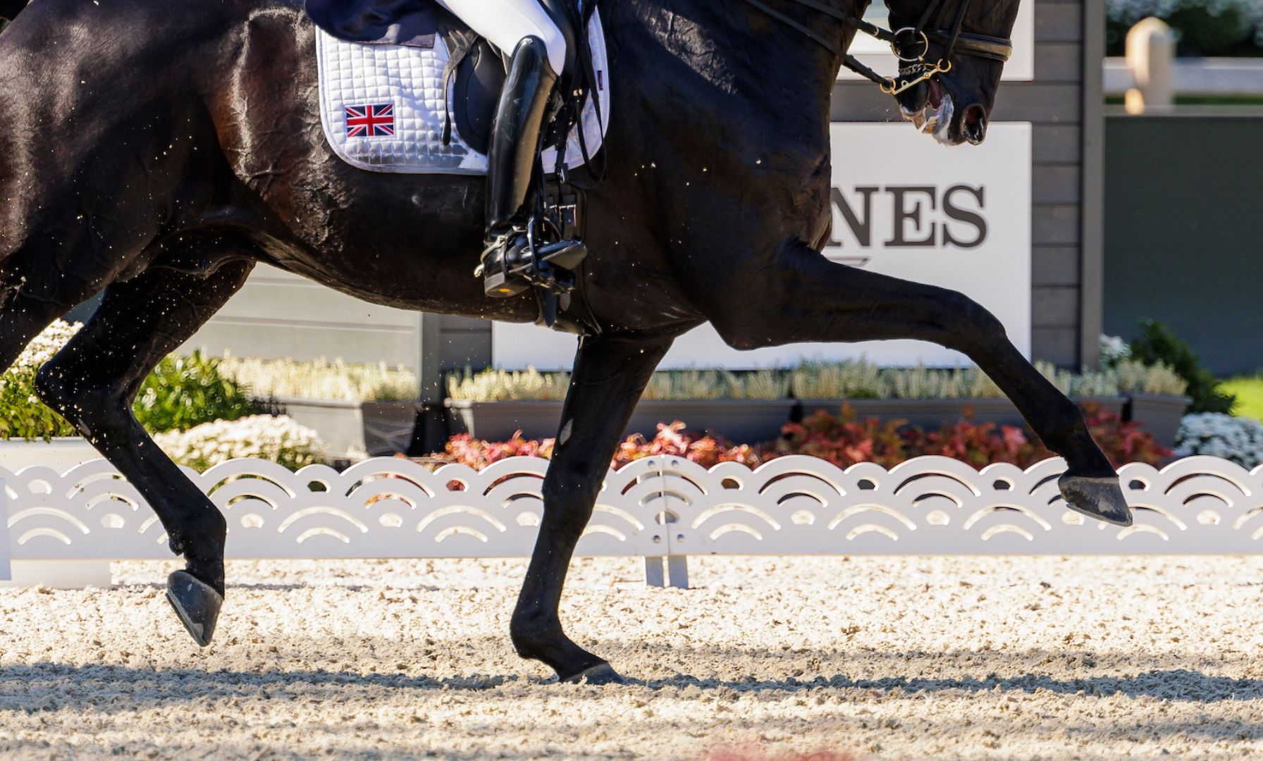 Alexis Knight Secures Silver at NAF Five Star Winter Dressage Championships
