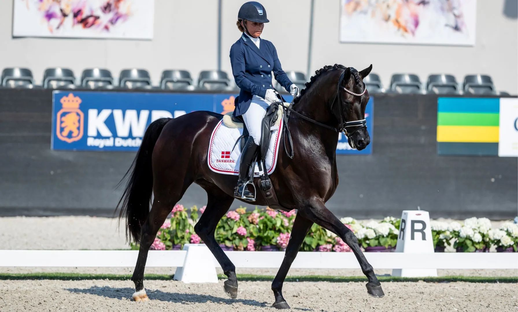 Grand-Prix-Stute Delizia wechselt zu Jeanette Larsen