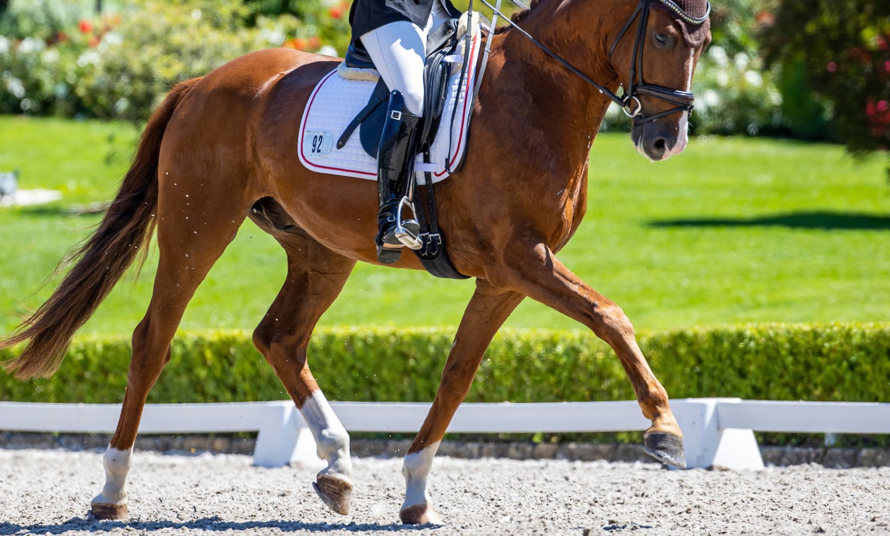 Bluebonnet Partners with UDJC for Nutritional Support