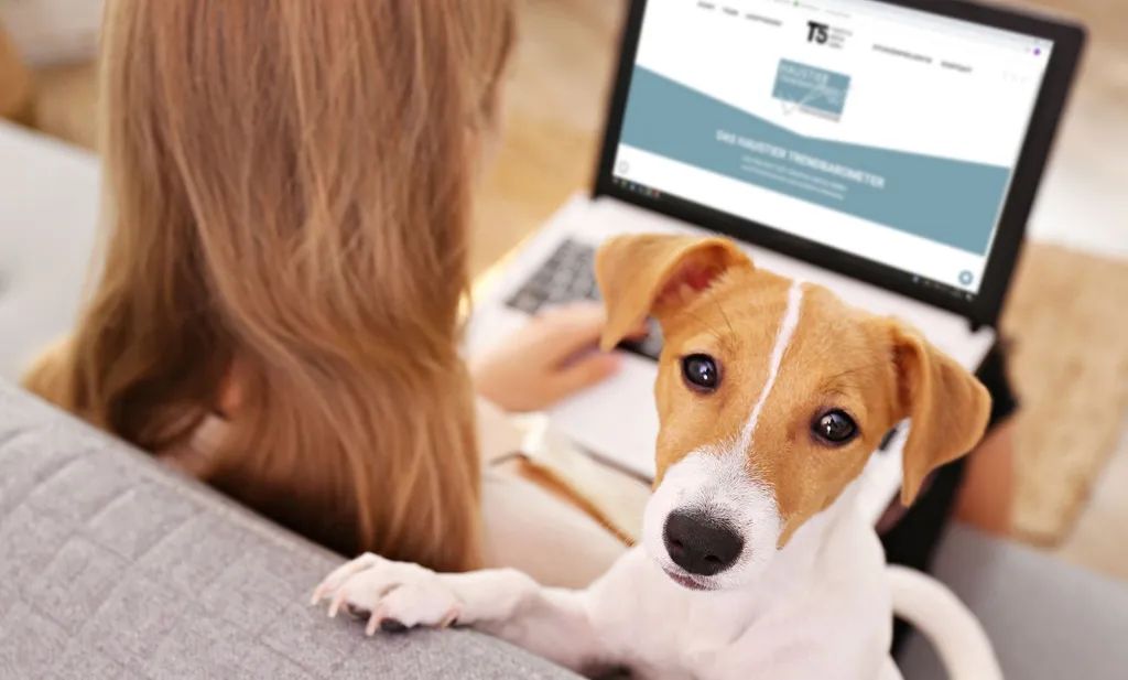 FN startet neue Online-Lernplattform für Reitabzeichen und Pferdeführerschein