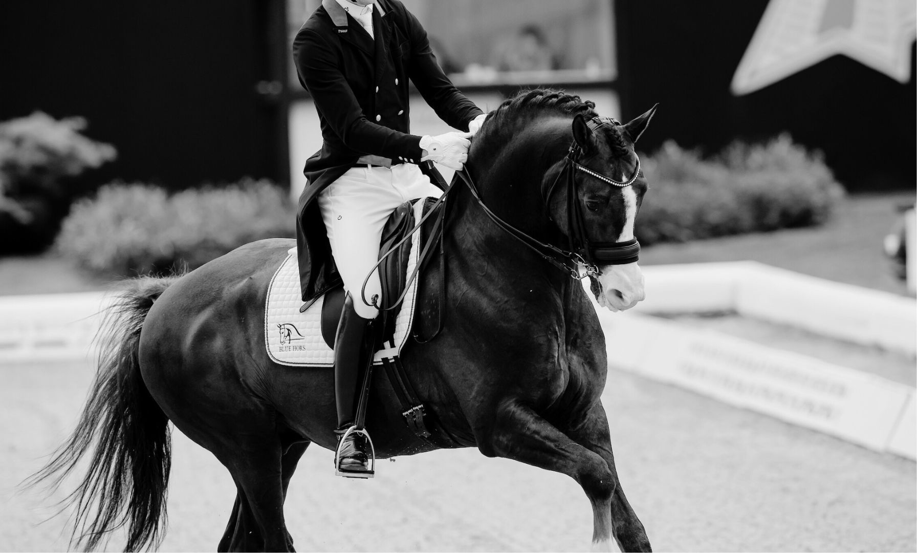 Blue Hors Don Olymbrio mit 17 Jahren verstorben