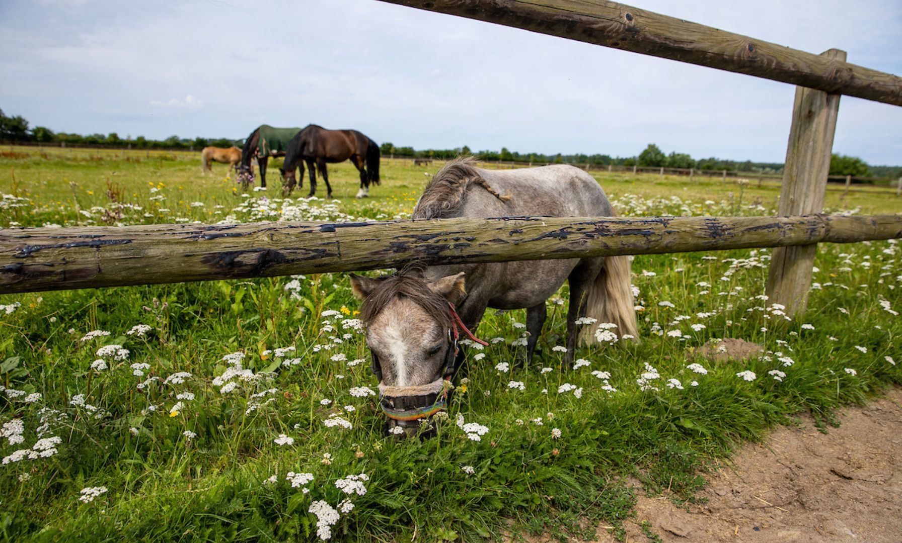 Swiss Equestrian Friends: Neue Bewegung für den Schweizer Pferdesport gestartet