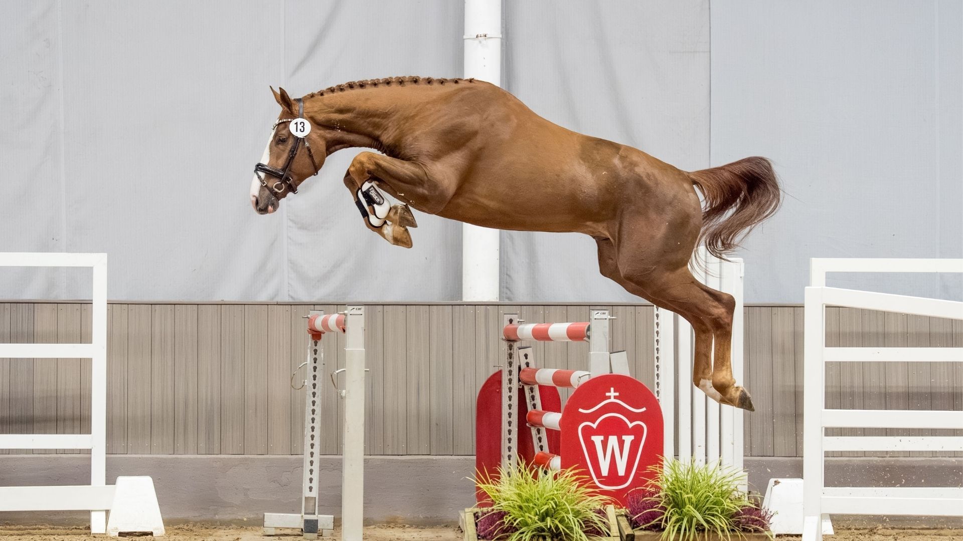 Siegerhengst von Chacco Blue x Organo Sitte bei den Springbetonten Hengsten