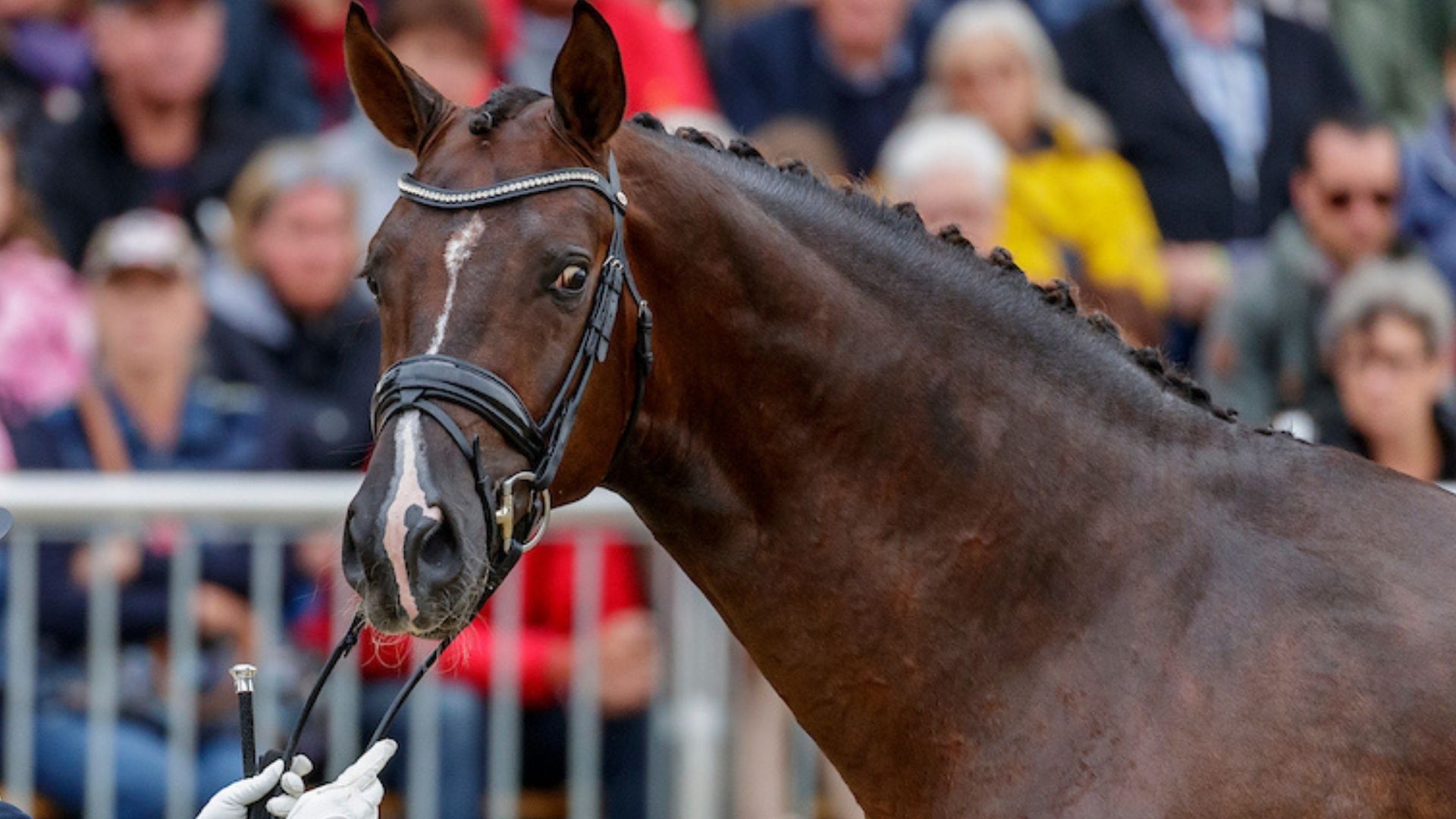 Thomas Schulze gewinnt das Finale des FRH Cup in Verden